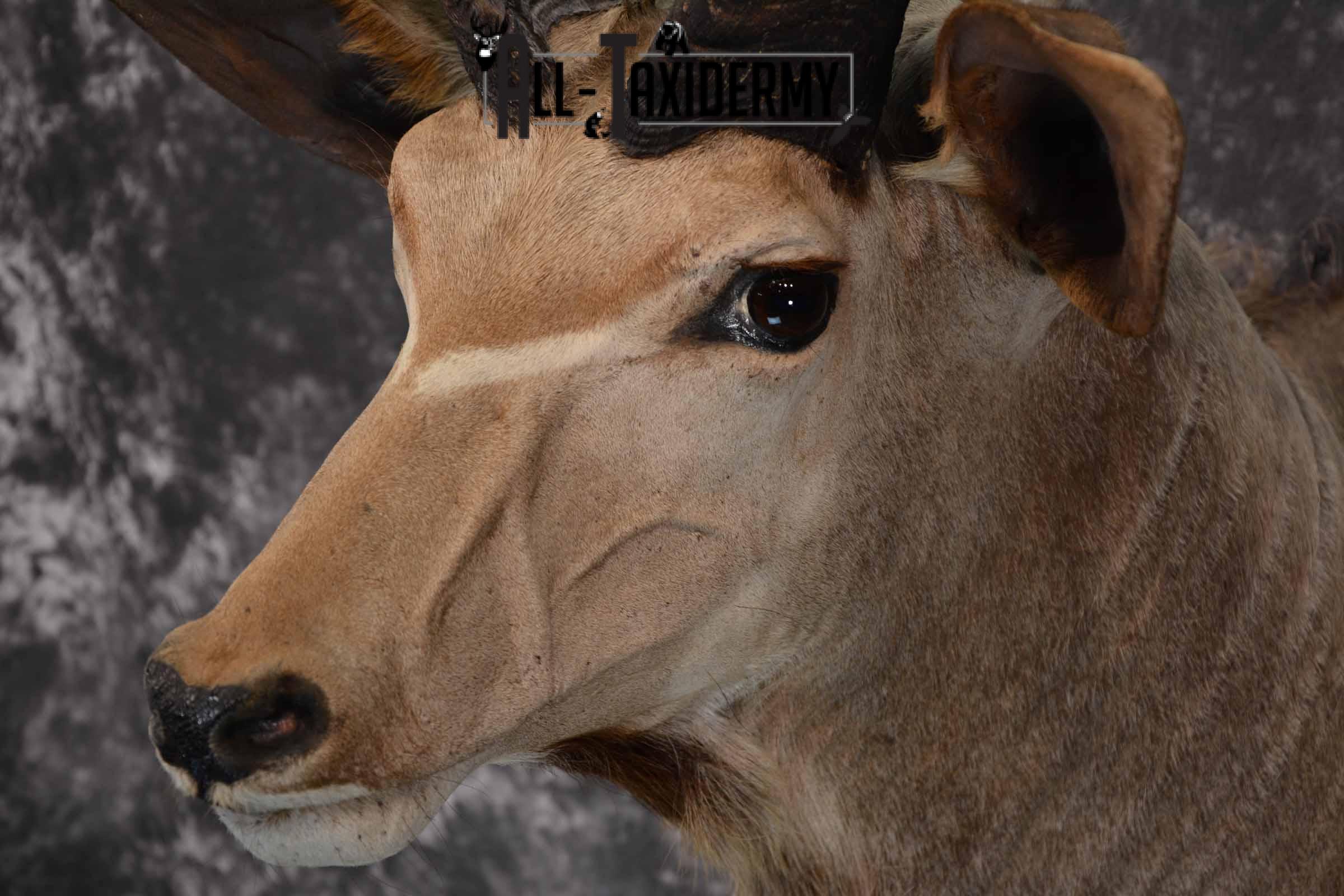 African Greater Kudu Taxidermy Mount for Sale SKU 1333 - Image 8