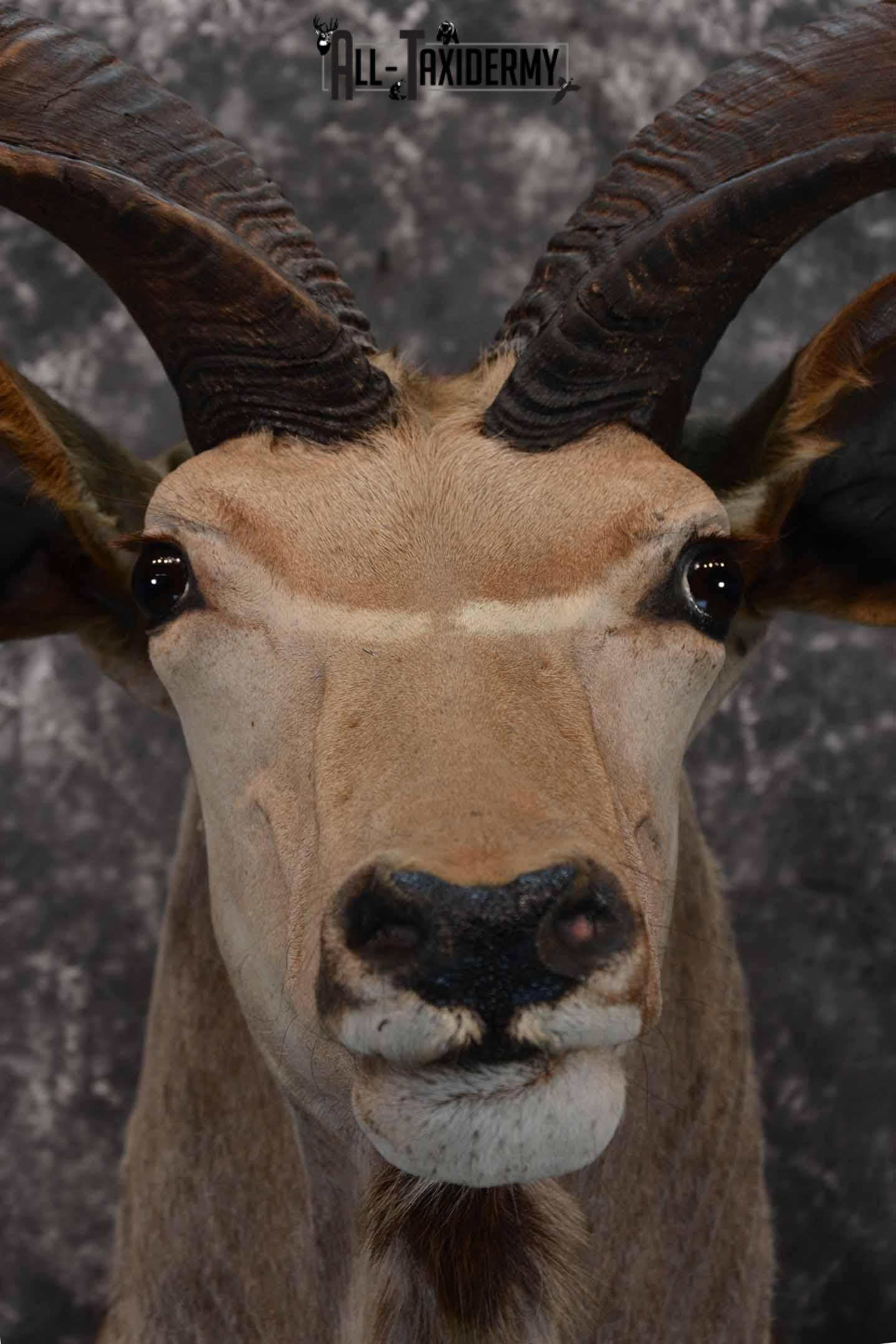 African Greater Kudu Taxidermy Mount for Sale SKU 1333 - Image 9