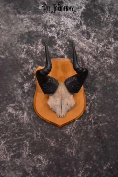 African Hartebeest Skull and Horn Plaque for Sale SKU 1345
