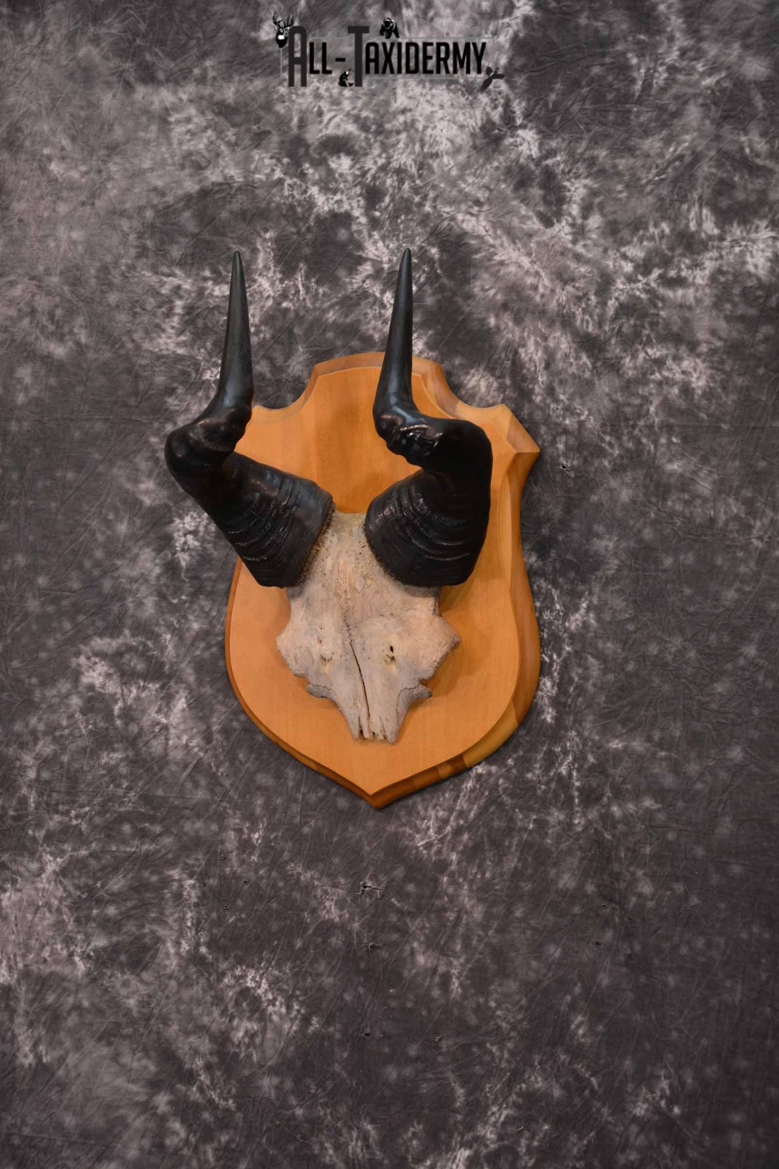 African Hartebeest Skull and Horn Plaque for Sale SKU 1345 - Image 2