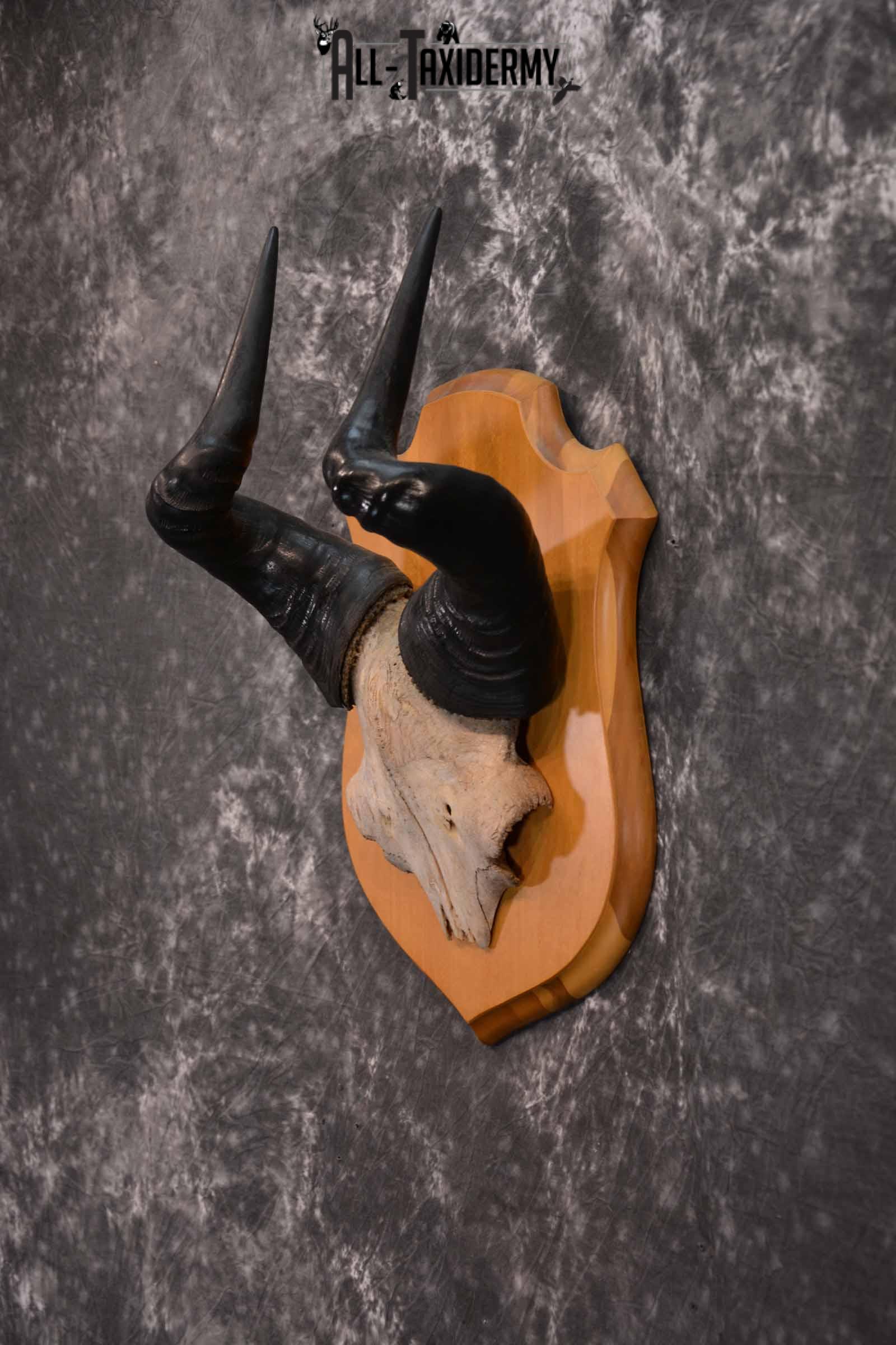 African Hartebeest Skull and Horn Plaque for Sale SKU 1345 - Image 3