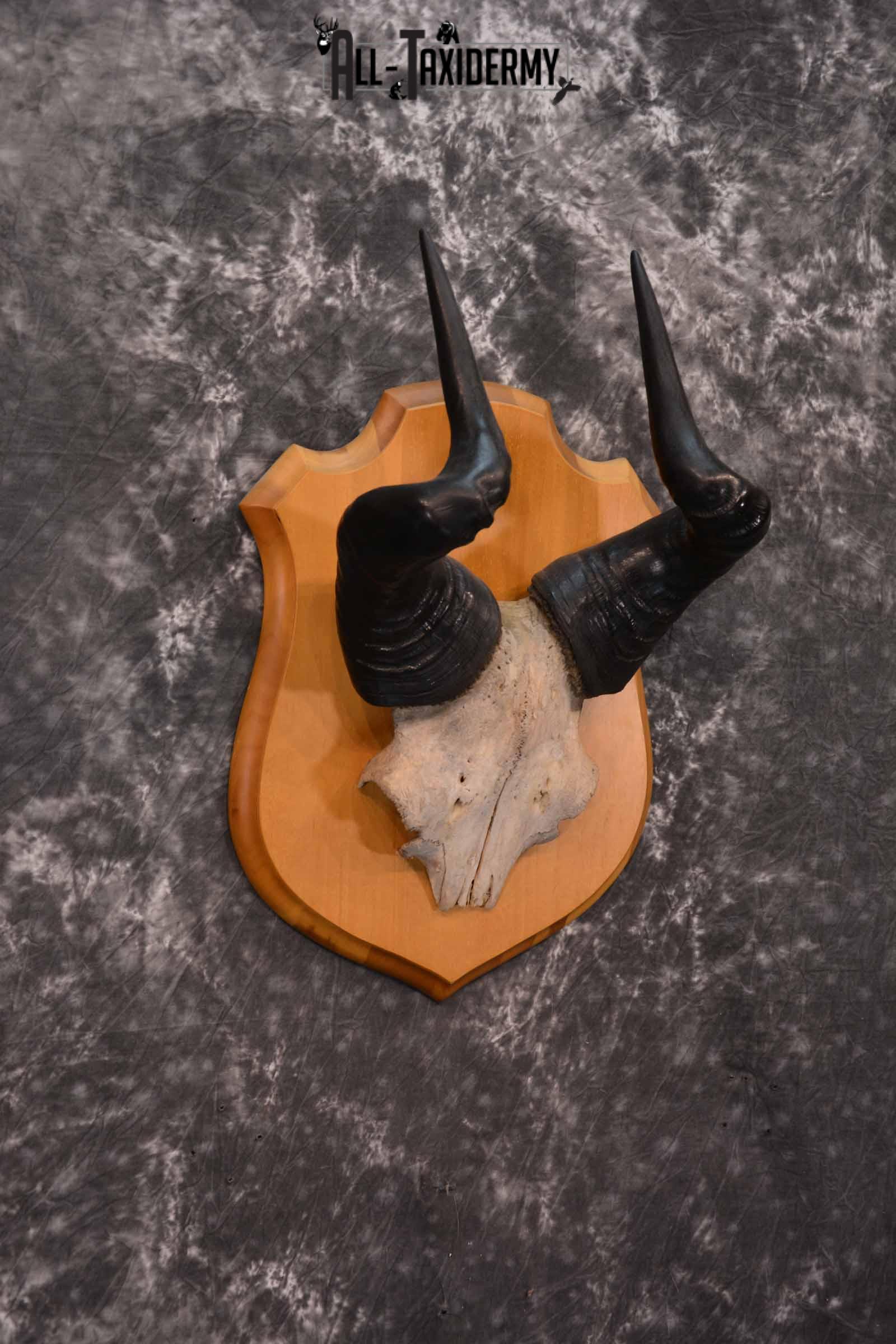 African Hartebeest Skull and Horn Plaque for Sale SKU 1345 - Image 4