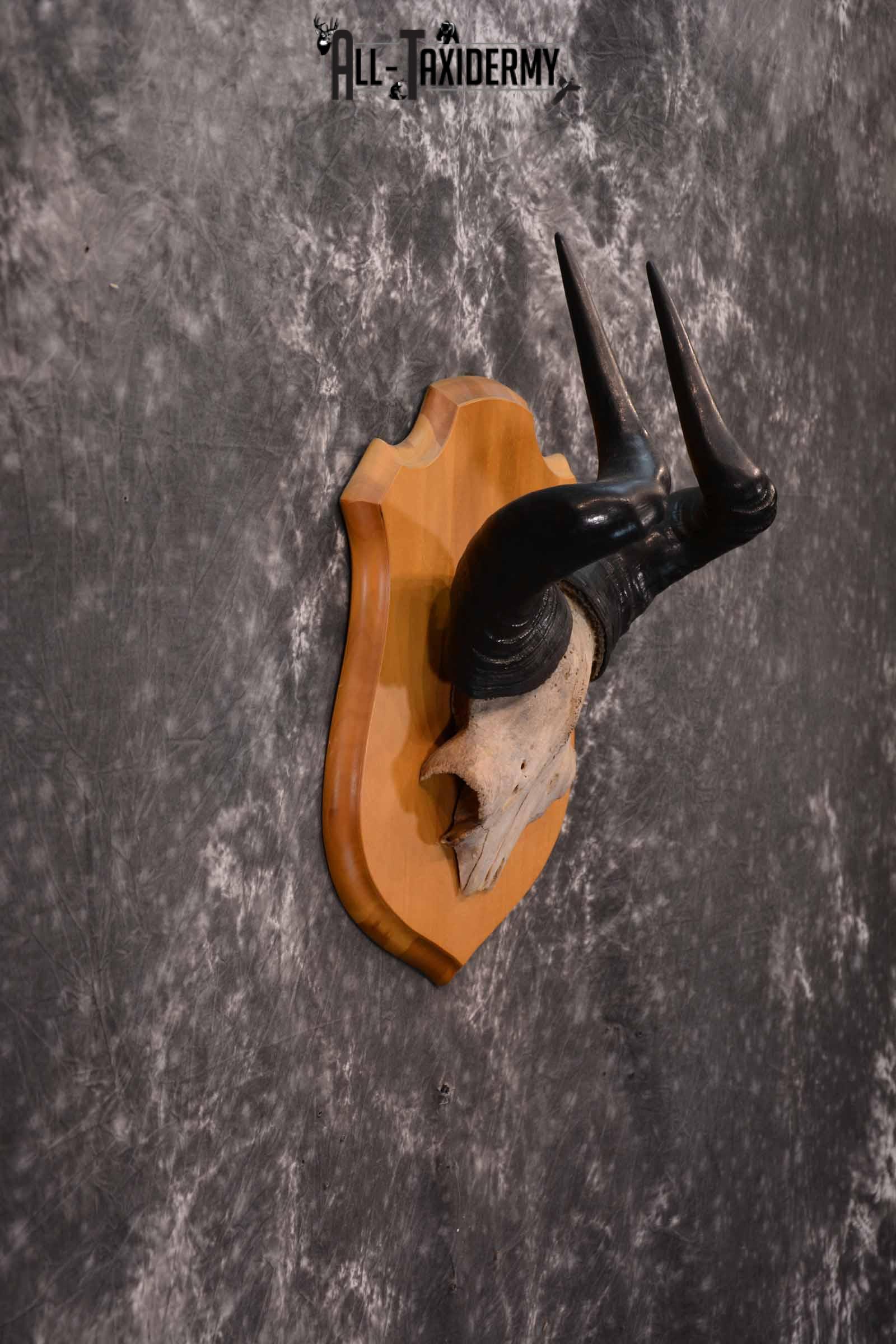 African Hartebeest Skull and Horn Plaque for Sale SKU 1345 - Image 5