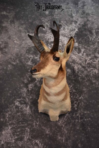Pronghorn Antelope Taxidermy Mount for Sale SKU 1348