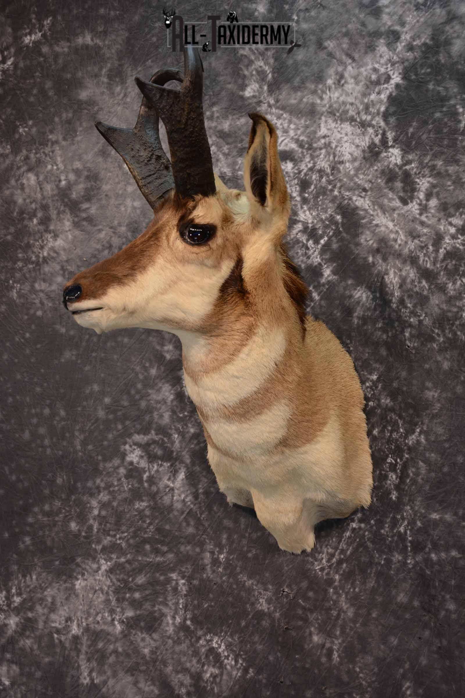 Pronghorn Antelope Taxidermy Mount for Sale SKU 1348 - Image 2
