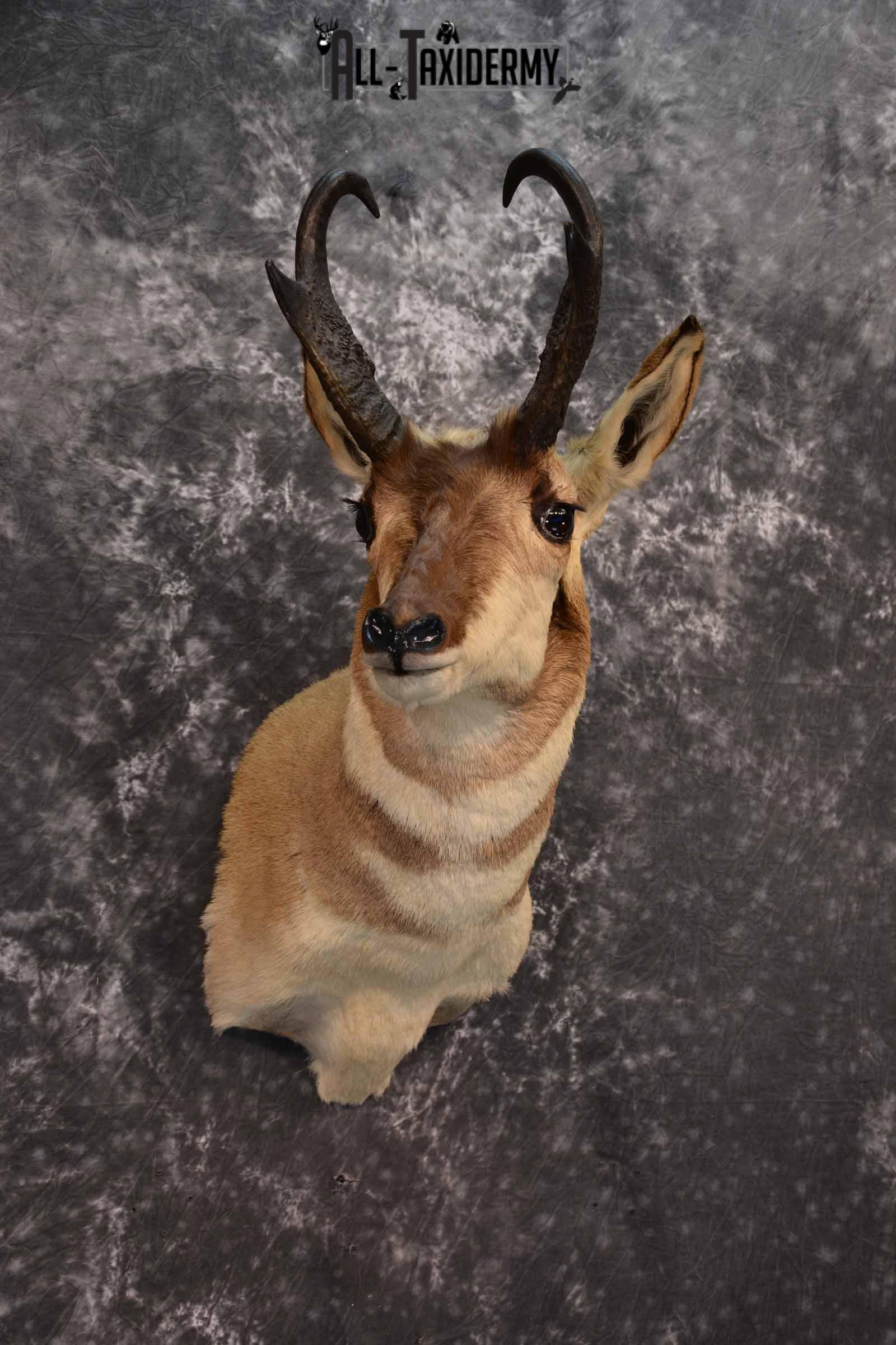 Pronghorn Antelope Taxidermy Mount for Sale SKU 1348 - Image 4