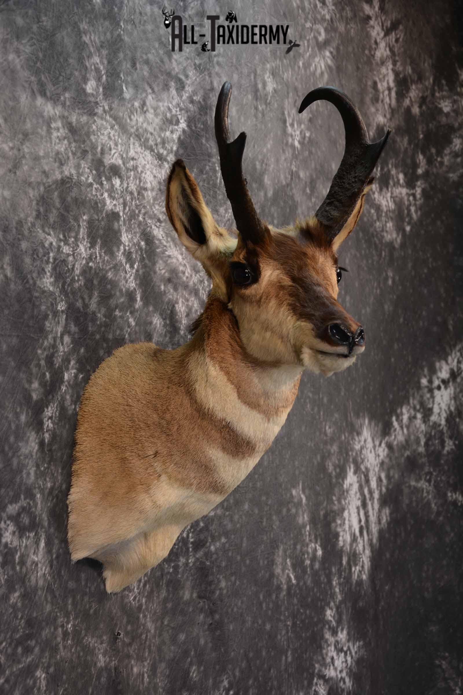 Pronghorn Antelope Taxidermy Mount for Sale SKU 1348 - Image 5