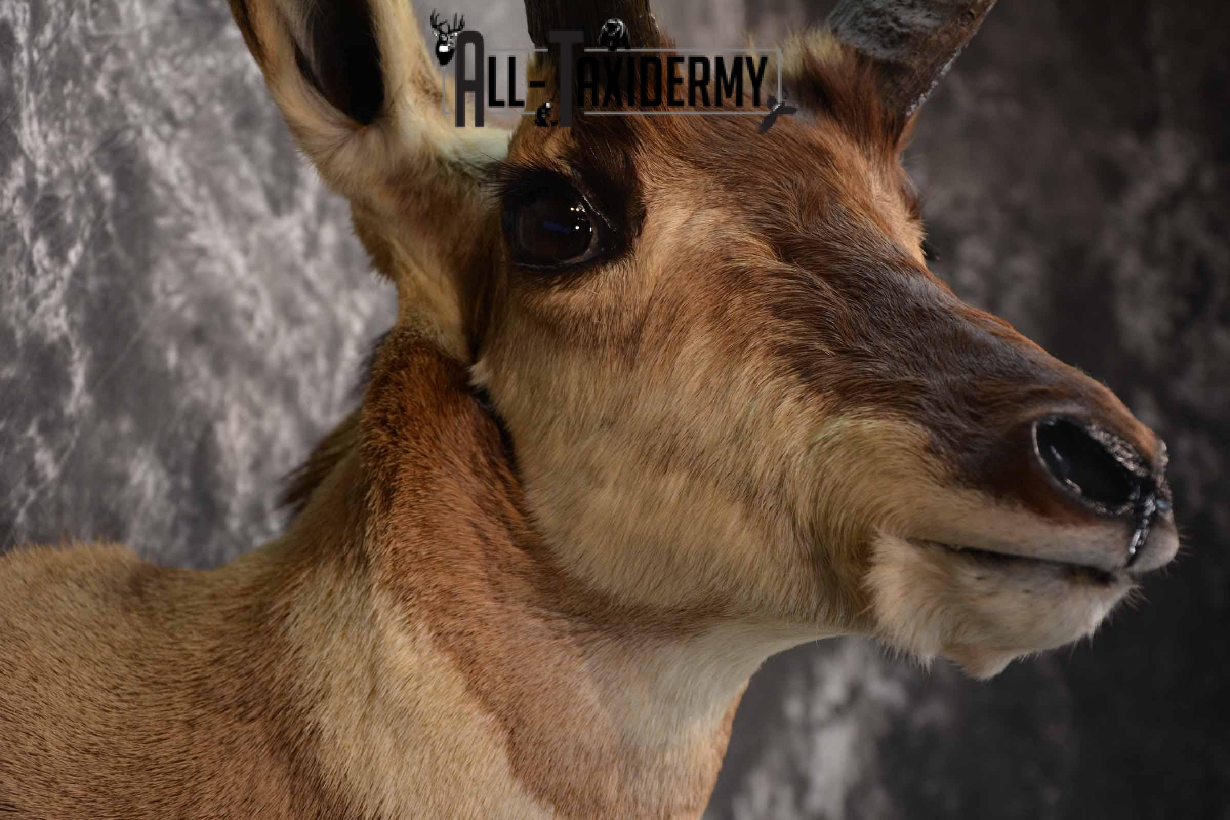 Pronghorn Antelope Taxidermy Mount for Sale SKU 1348 - Image 6