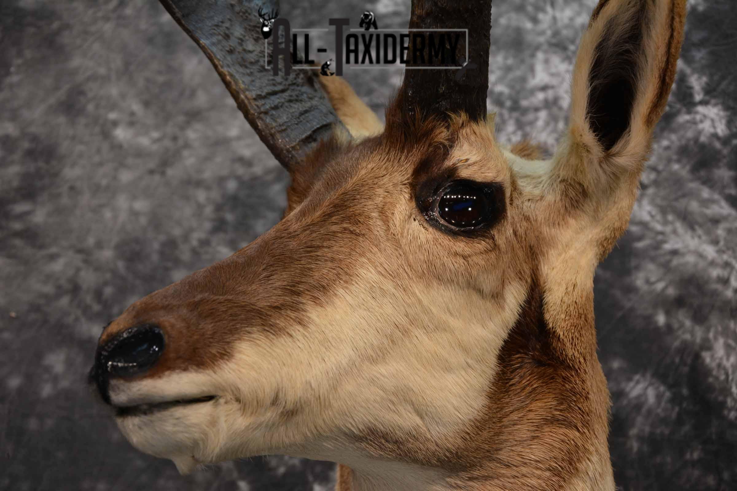 Pronghorn Antelope Taxidermy Mount for Sale SKU 1348 - Image 7