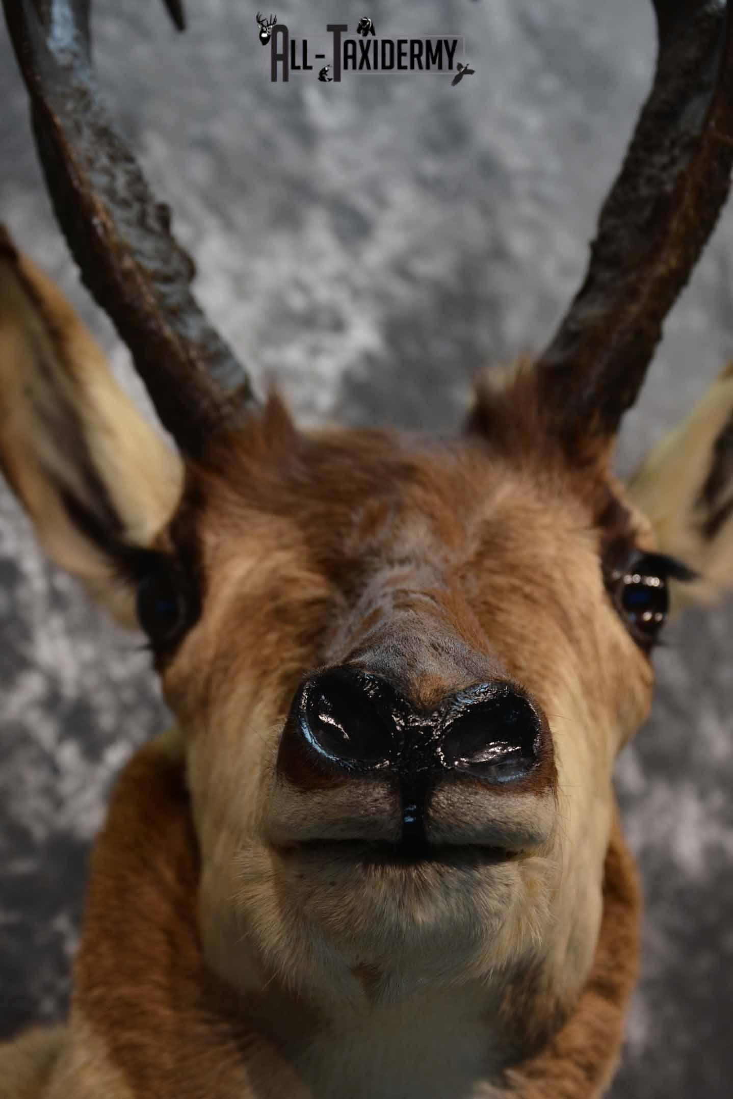 Pronghorn Antelope Taxidermy Mount for Sale SKU 1348 - Image 8