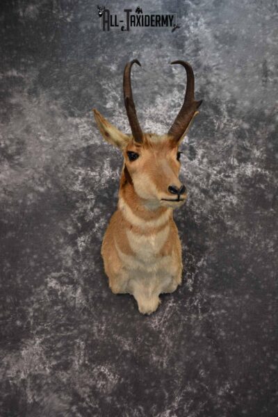 Pronghorn Antelope Taxidermy mount for Sale SKU 1347