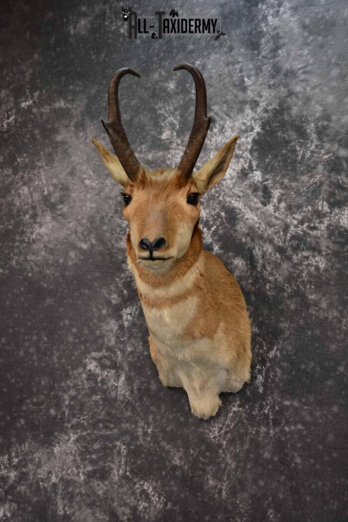 Pronghorn Antelope Taxidermy mount for Sale SKU 1347