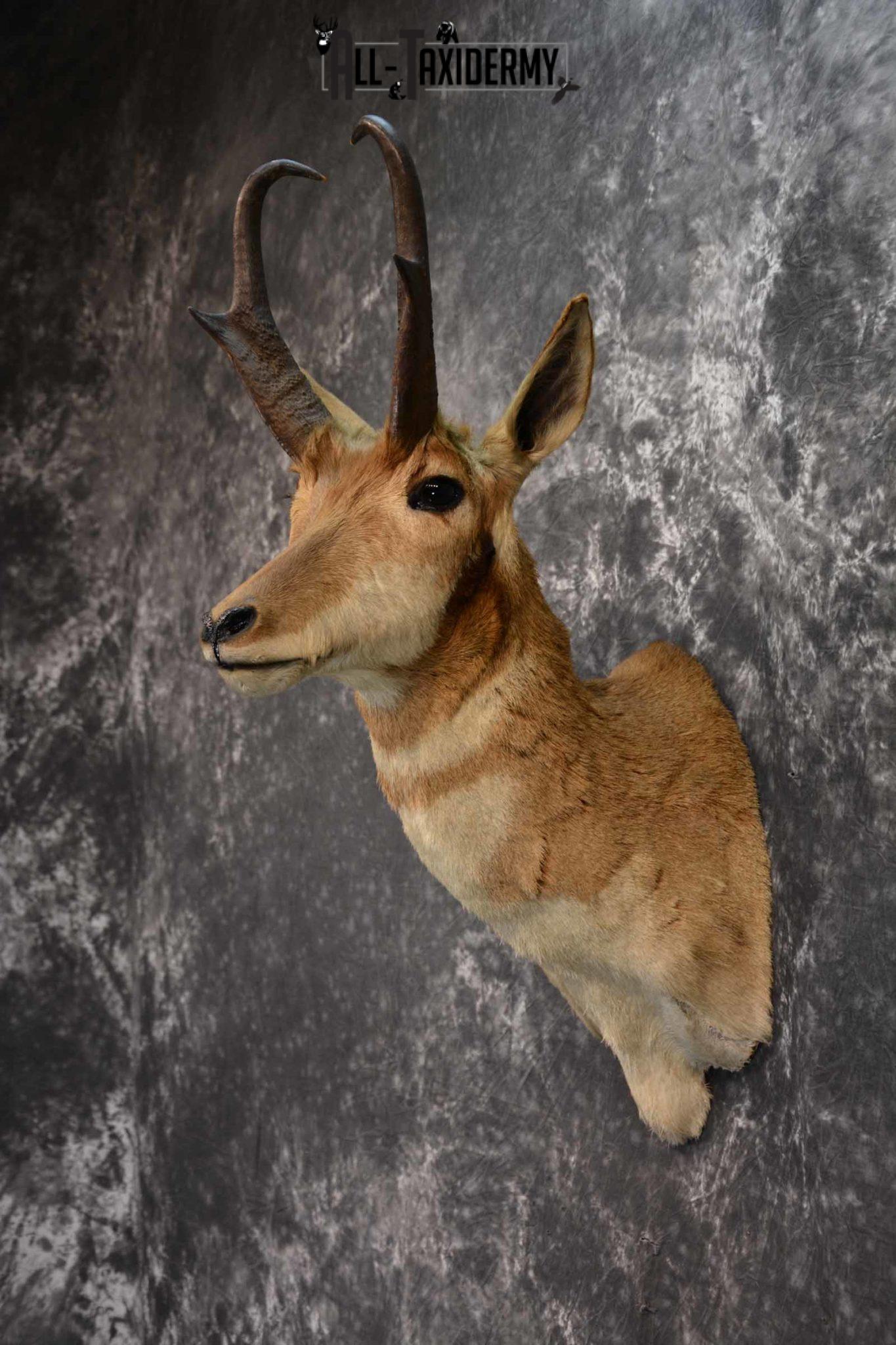 Pronghorn Antelope Taxidermy mount for Sale SKU 1347 All Taxidermy