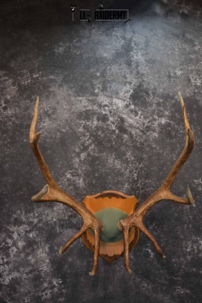 Elk Antler Plaque for Sale SKU 1346