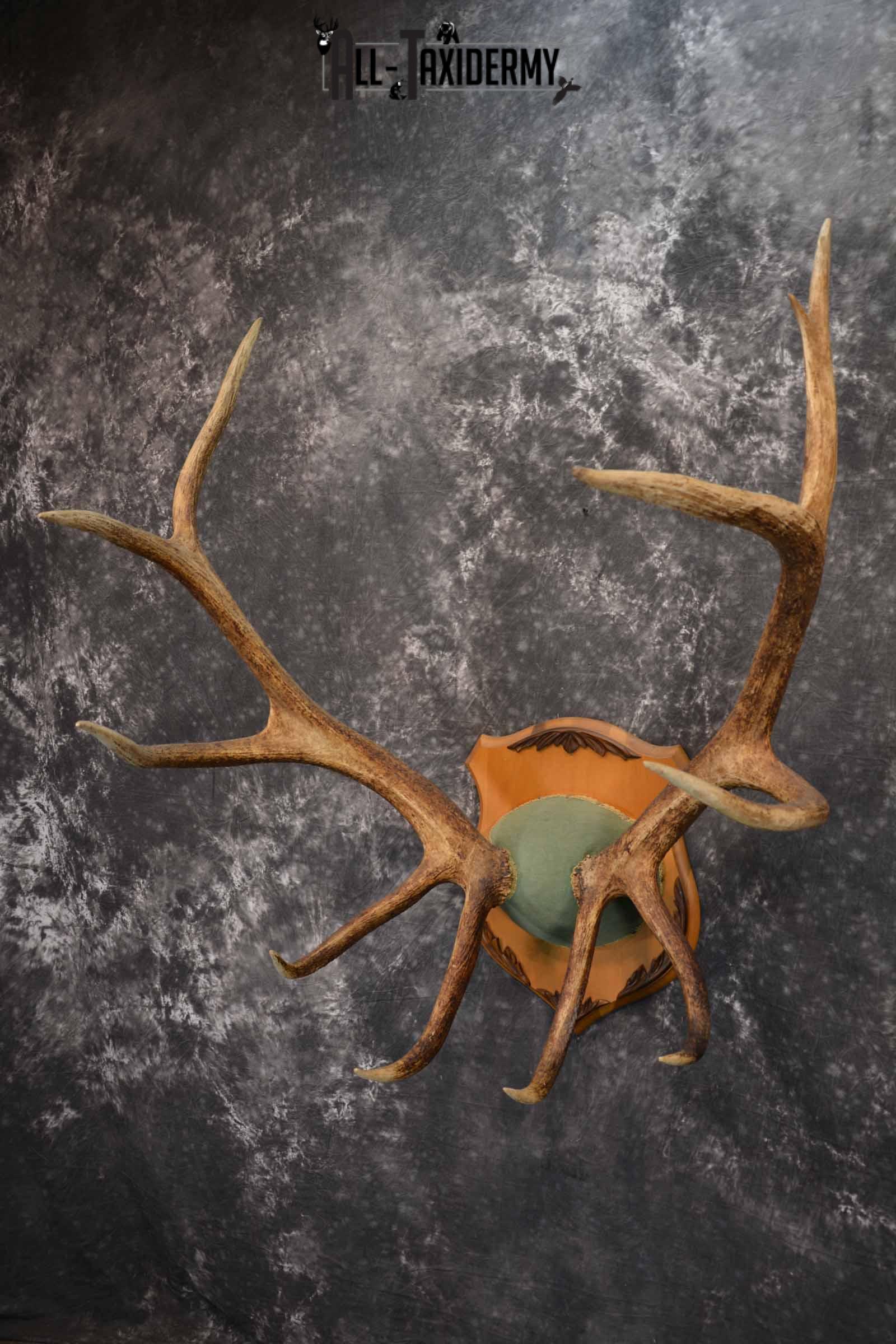 Elk Antler Plaque for Sale SKU 1346 - Image 2