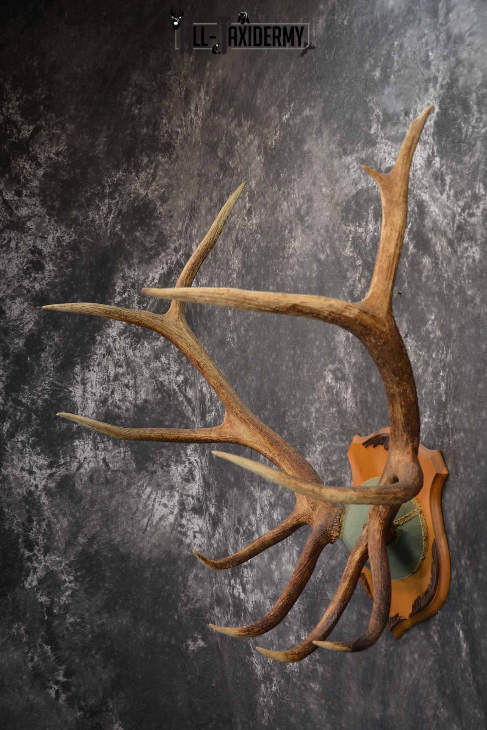 Elk Antler Plaque for Sale SKU 1346 - Image 3