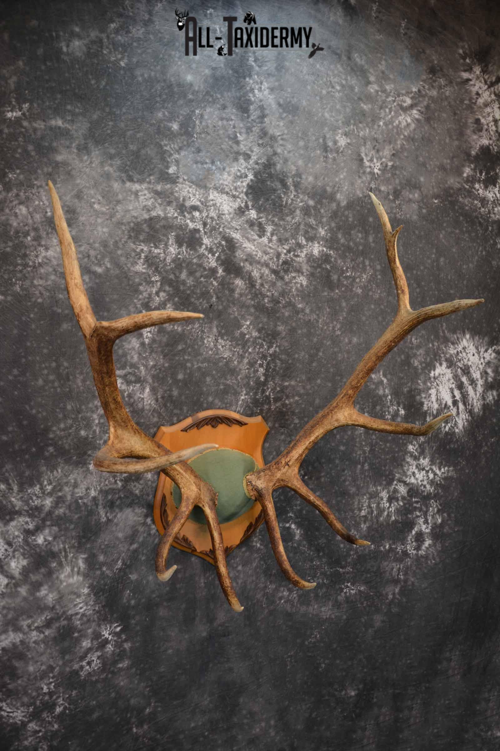 Elk Antler Plaque for Sale SKU 1346 - Image 4