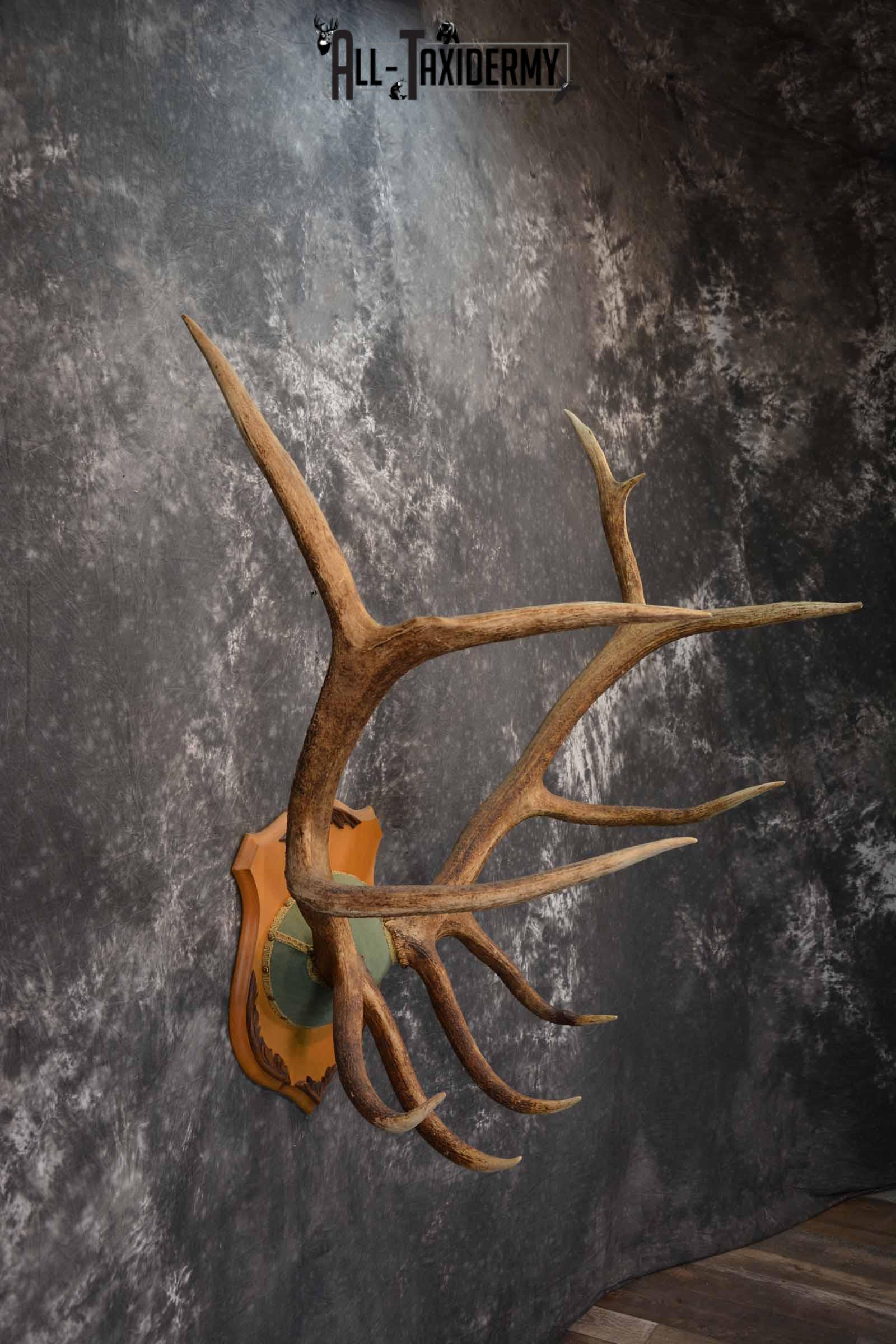 Elk Antler Plaque for Sale SKU 1346 - Image 5