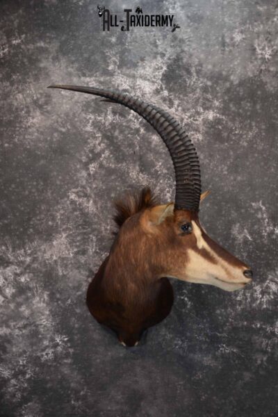 African Sable Taxidermy Shoulder Mount for Sale SKU 1338