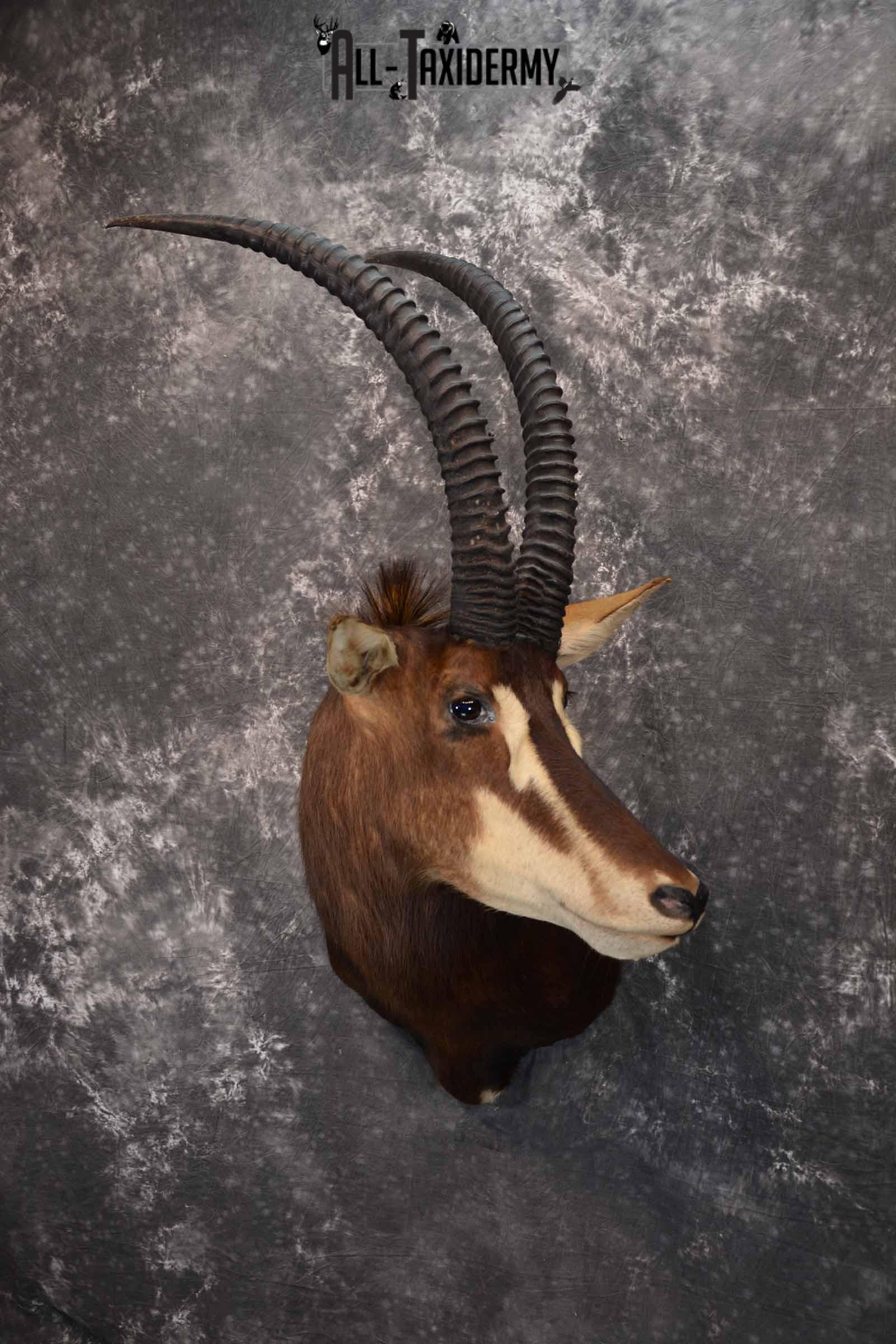 African Sable Taxidermy Shoulder Mount for Sale SKU 1338 - Image 2