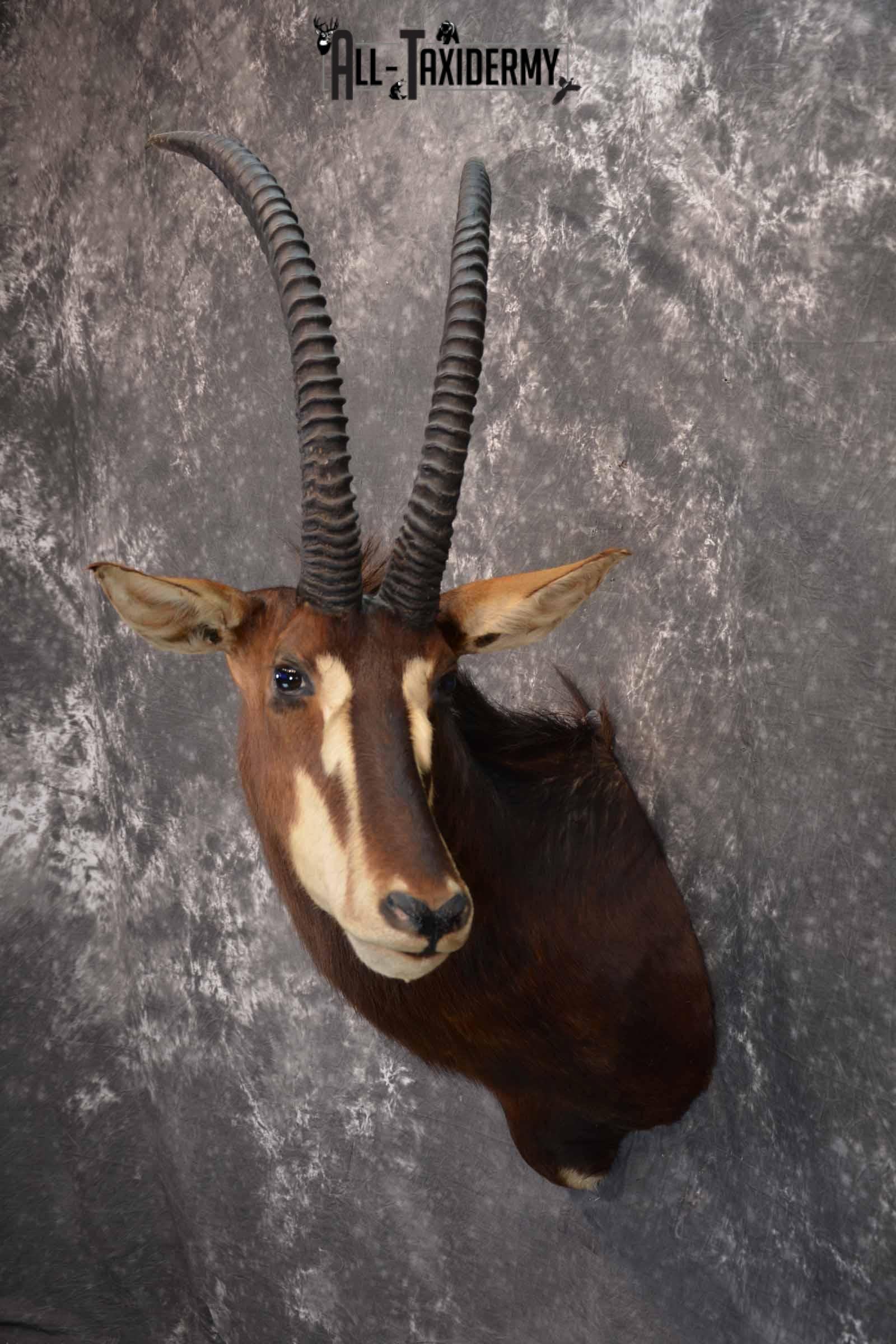 African Sable Taxidermy Shoulder Mount for Sale SKU 1338 - Image 3