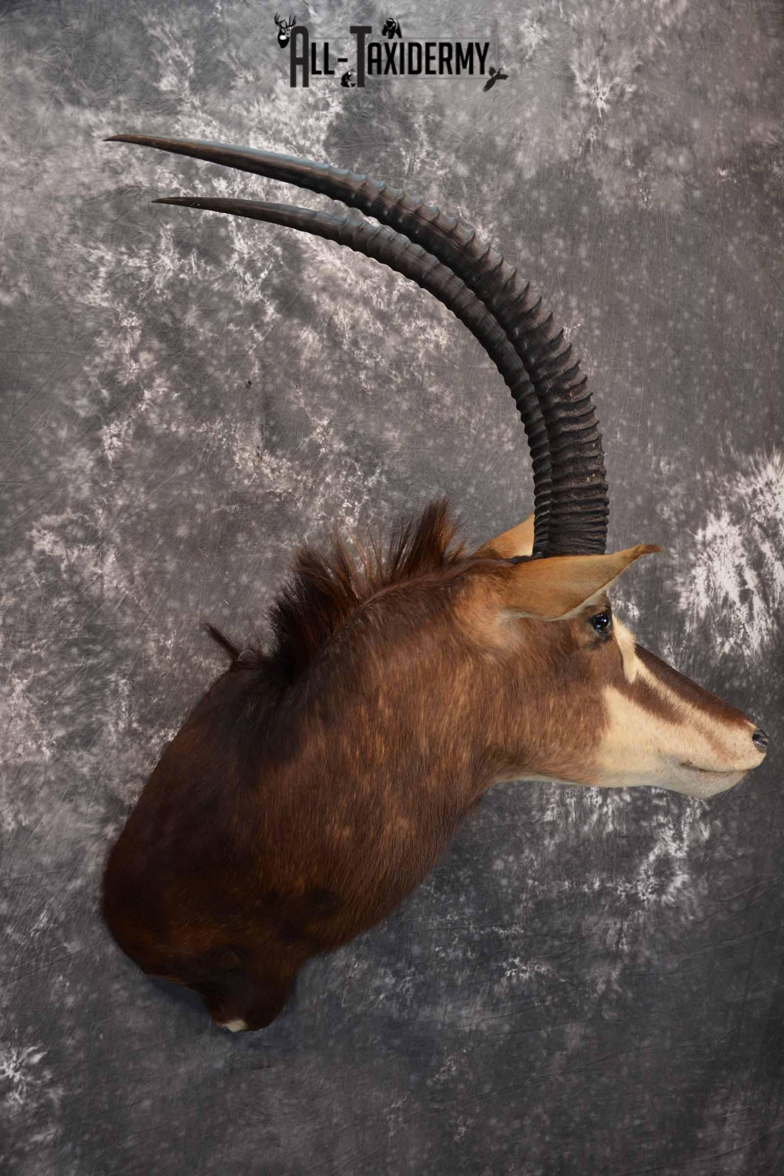 African Sable Taxidermy Shoulder Mount for Sale SKU 1338 - Image 4