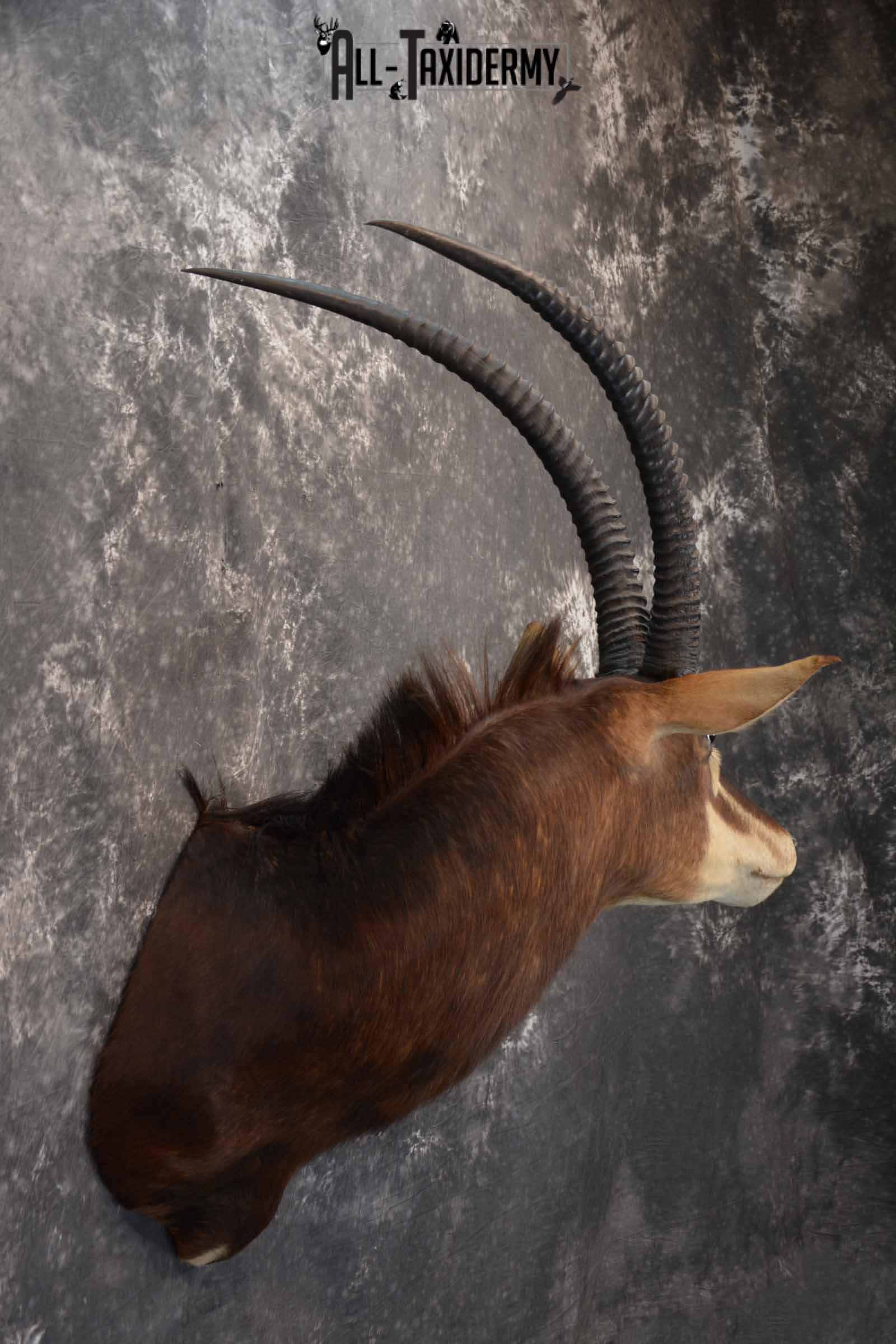 African Sable Taxidermy Shoulder Mount for Sale SKU 1338 - Image 5