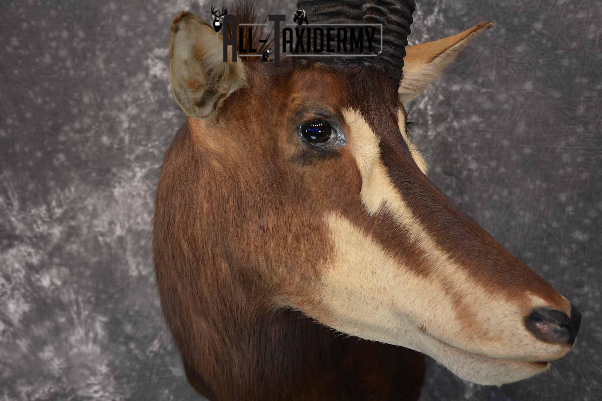 African Sable Taxidermy Shoulder Mount for Sale SKU 1338 - Image 6