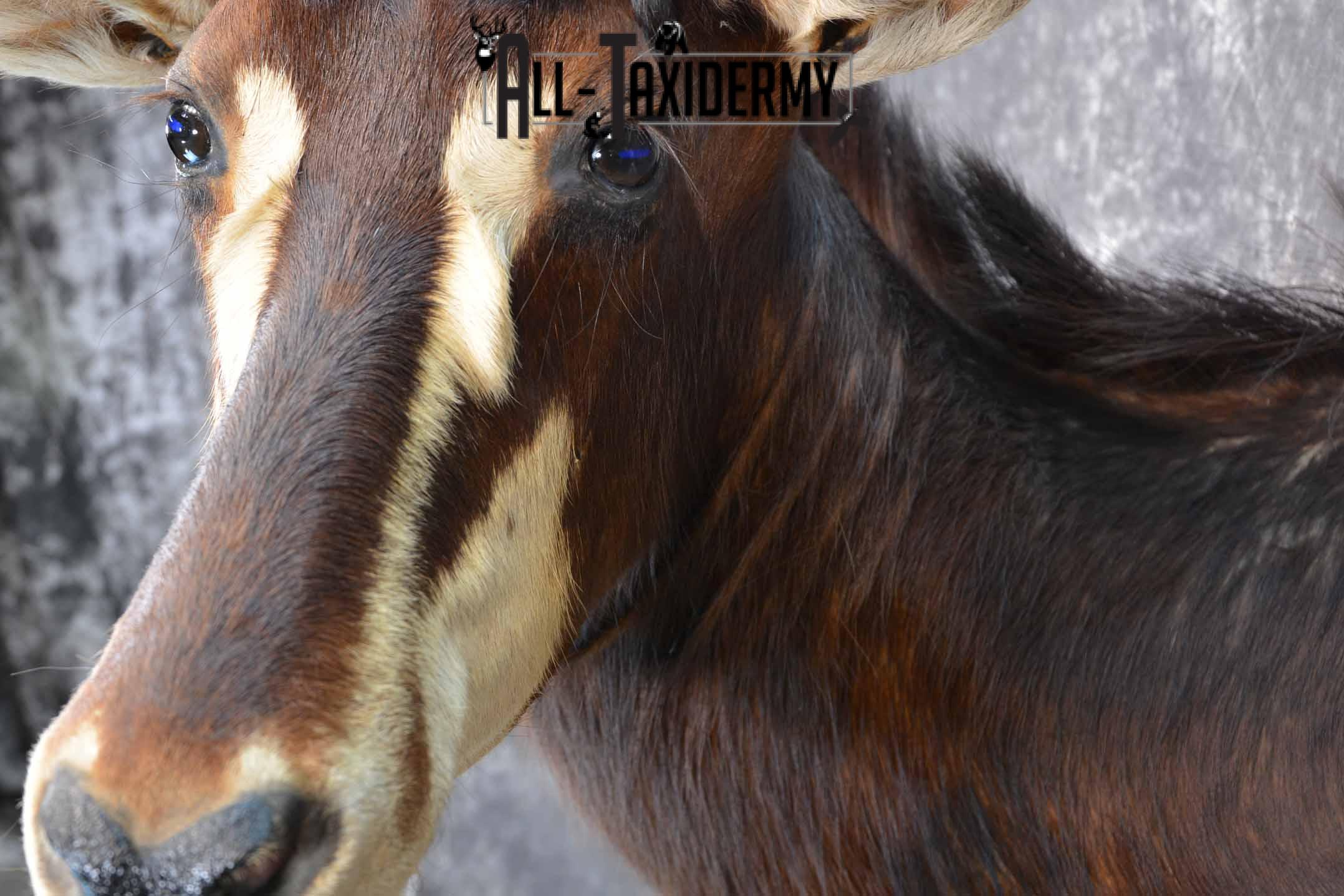 African Sable Taxidermy Shoulder Mount for Sale SKU 1338 - Image 7