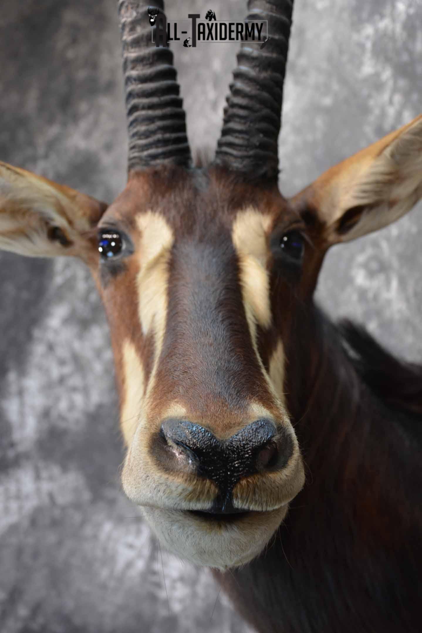 African Sable Taxidermy Shoulder Mount for Sale SKU 1338 - Image 8