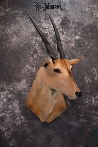 African Eland Taxidermy Shoulder Mount for Sale SKU 1341