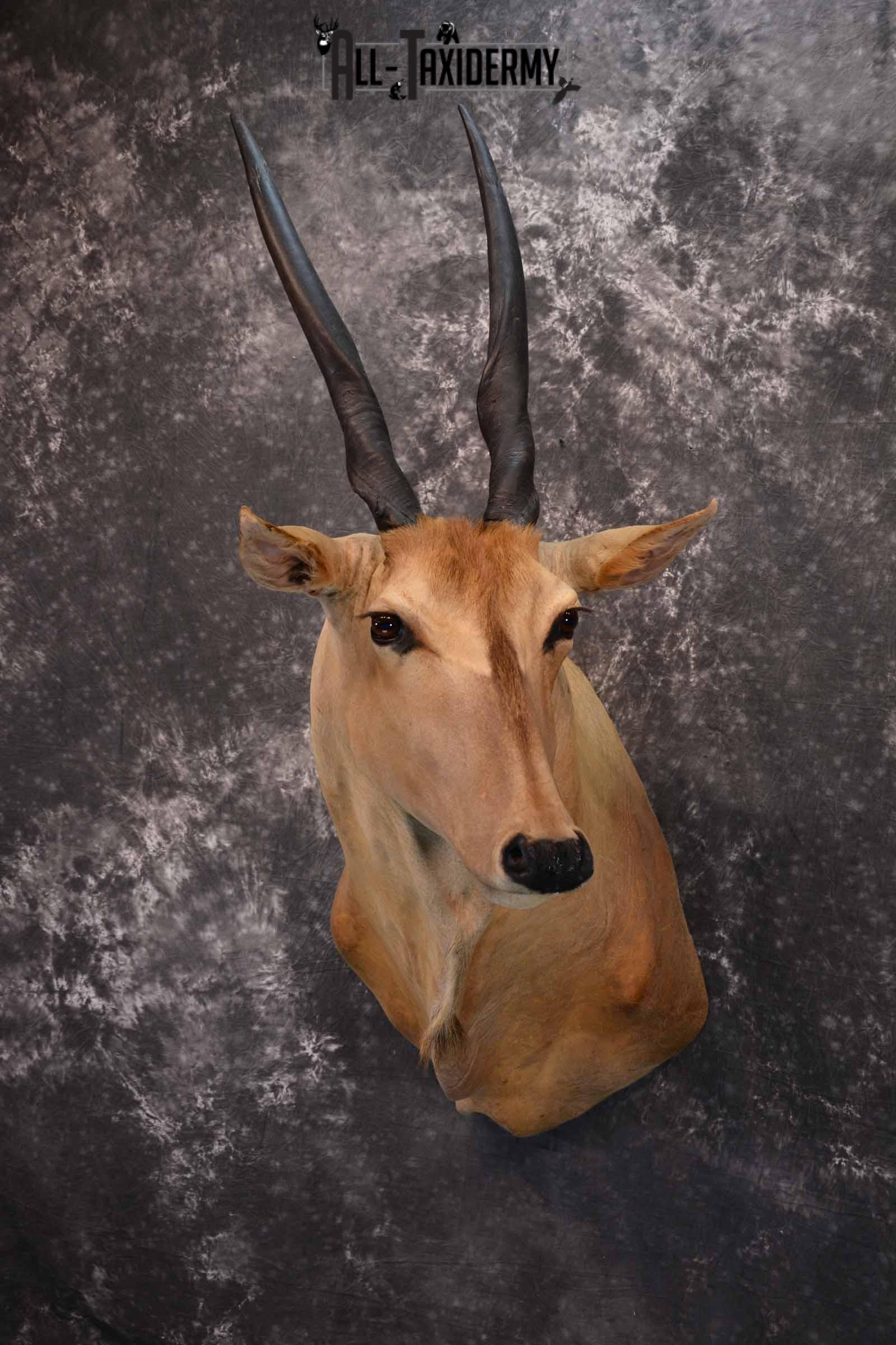 African Eland Taxidermy Shoulder Mount for Sale SKU 1341 - Image 2
