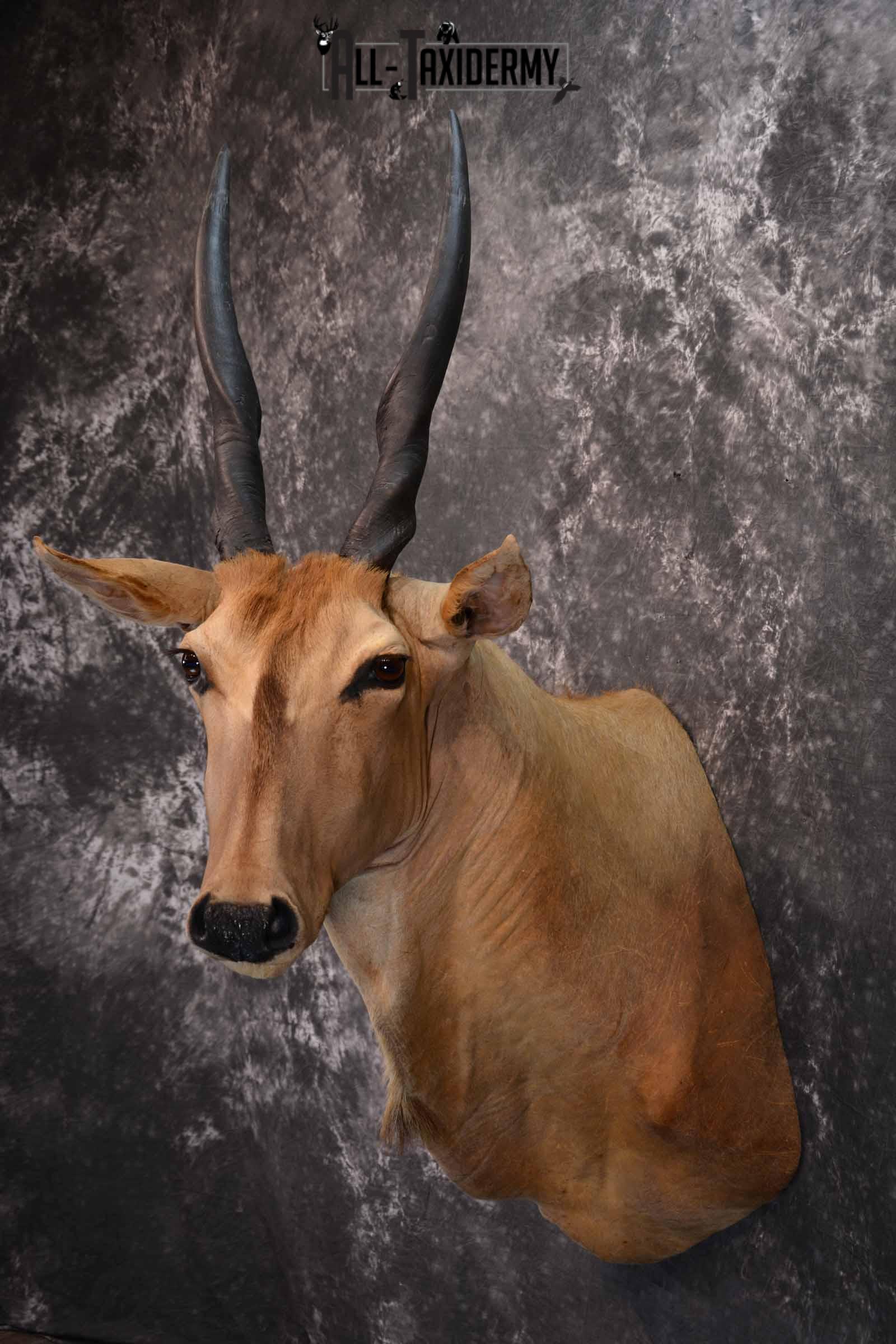 African Eland Taxidermy Shoulder Mount for Sale SKU 1341 - Image 3