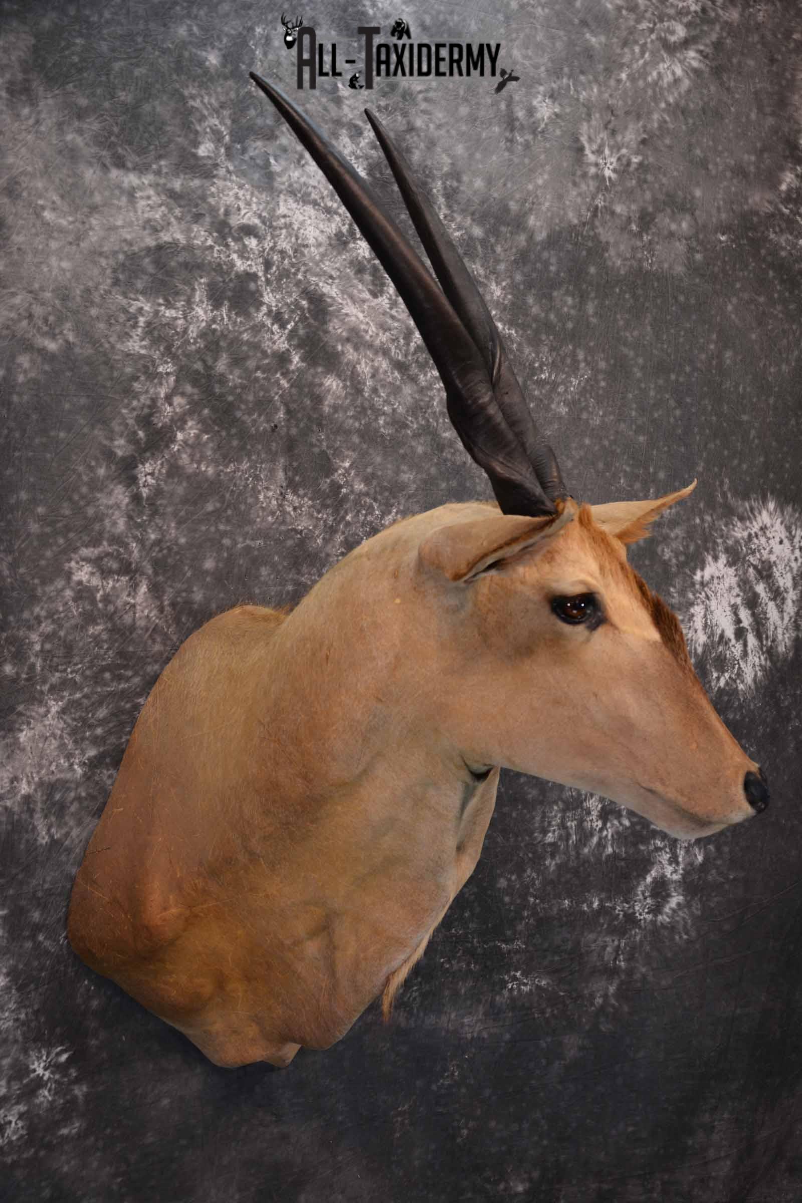 African Eland Taxidermy Shoulder Mount for Sale SKU 1341 - Image 4