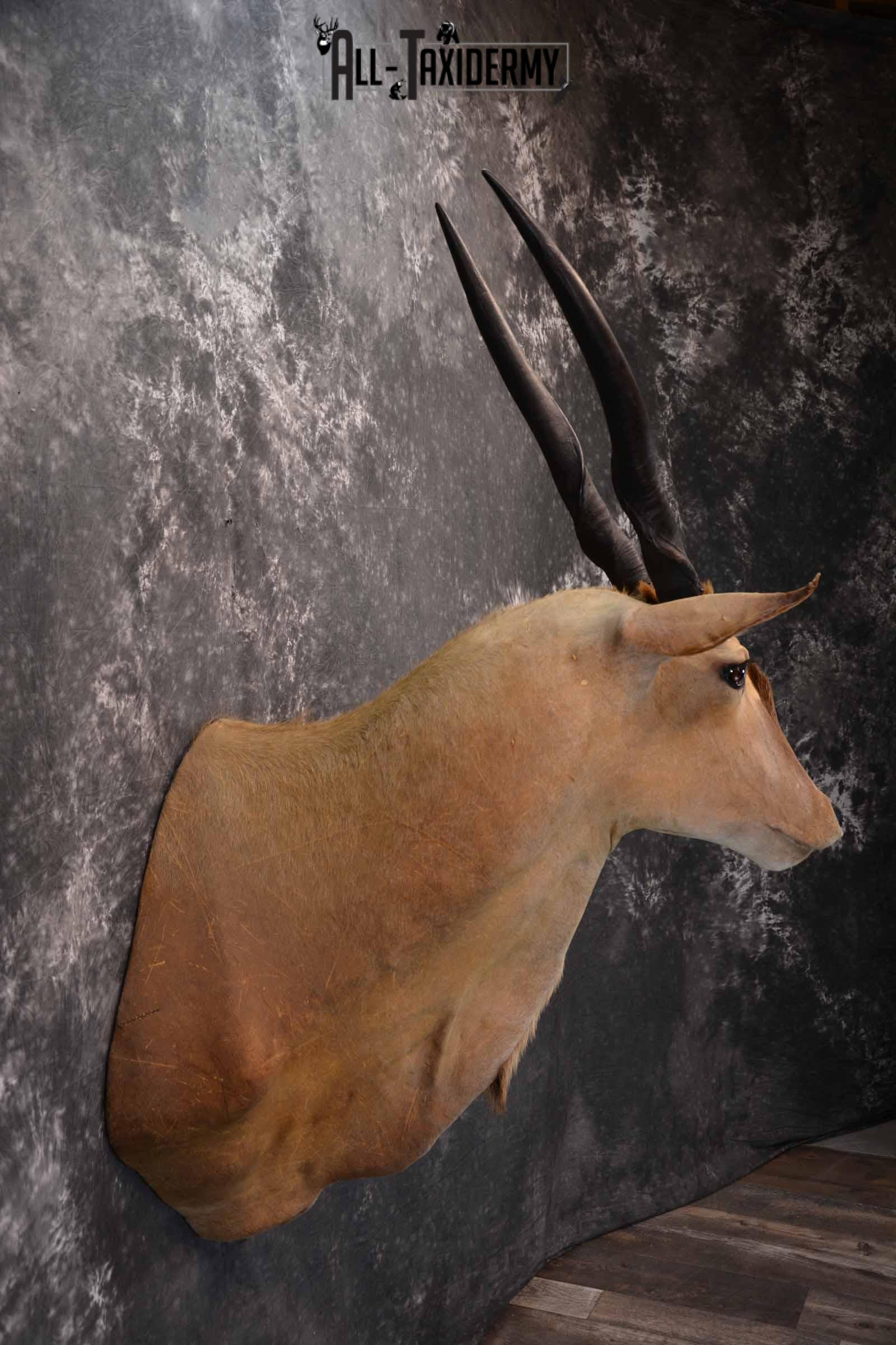 African Eland Taxidermy Shoulder Mount for Sale SKU 1341 - Image 5