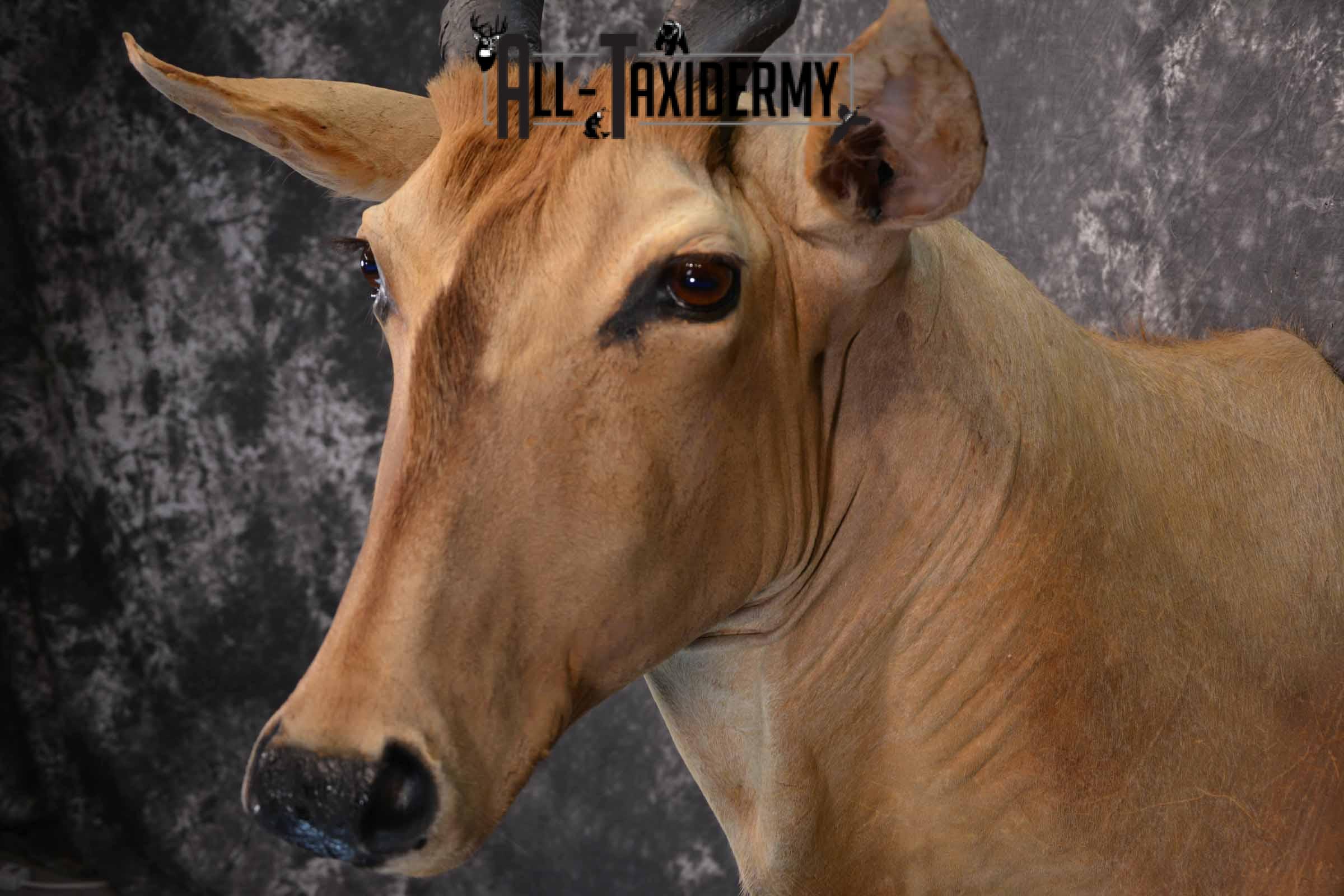 African Eland Taxidermy Shoulder Mount for Sale SKU 1341 - Image 7