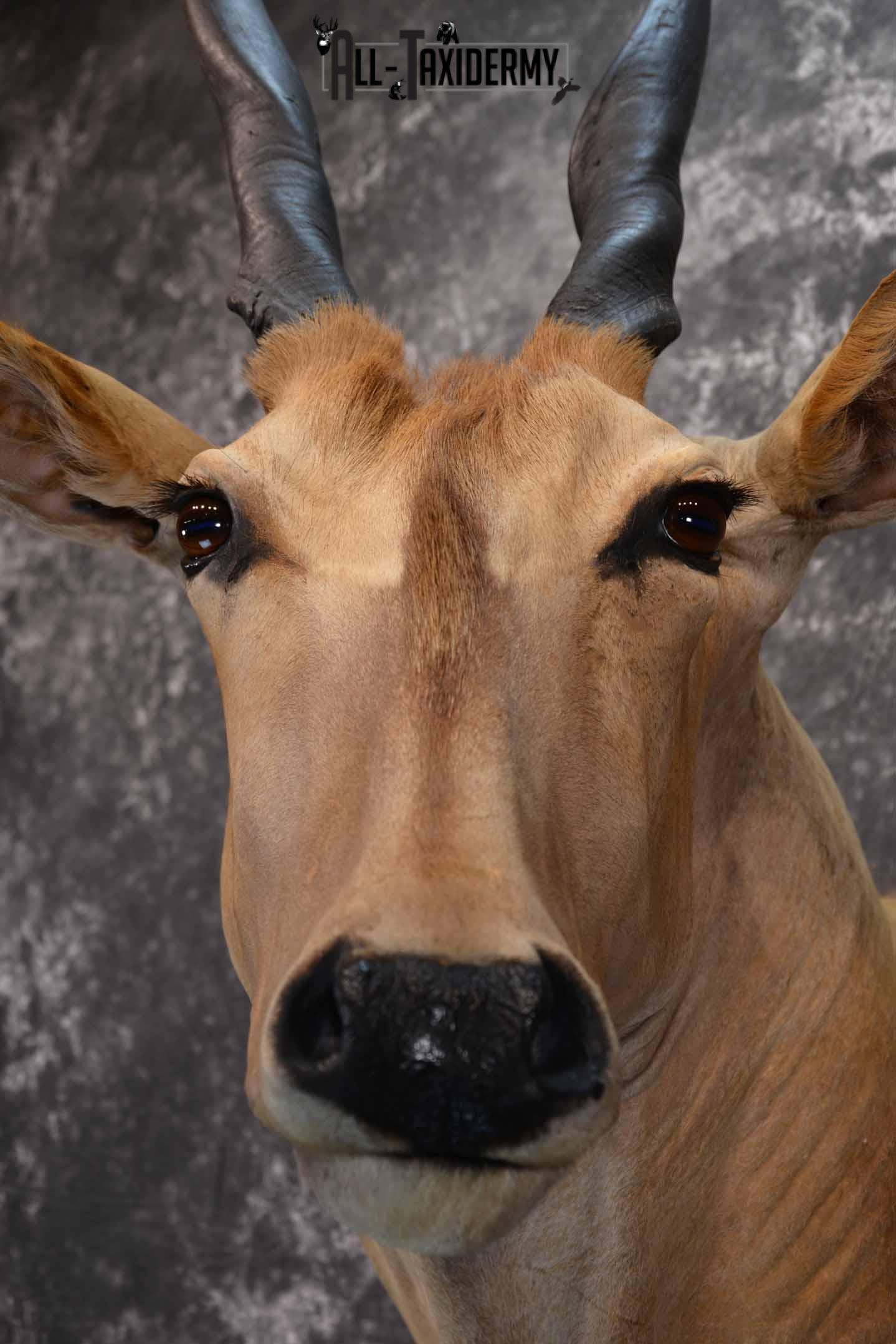 African Eland Taxidermy Shoulder Mount for Sale SKU 1341 - Image 8
