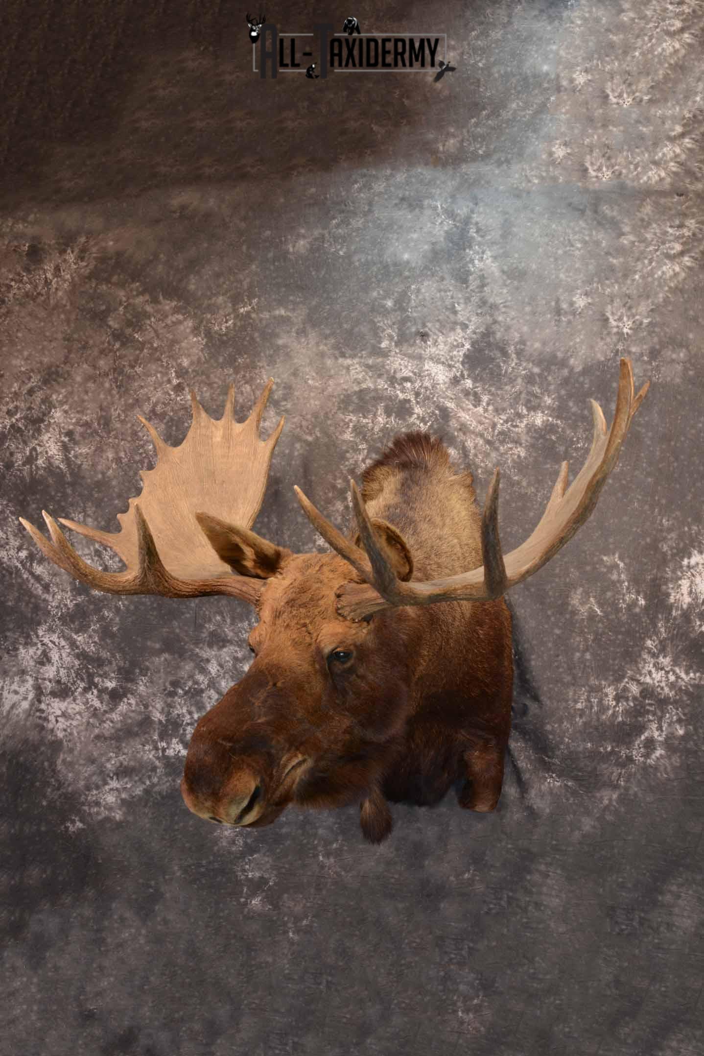 Alaskan Moose Taxidermy Shoulder Mount for Sale SKU 1349