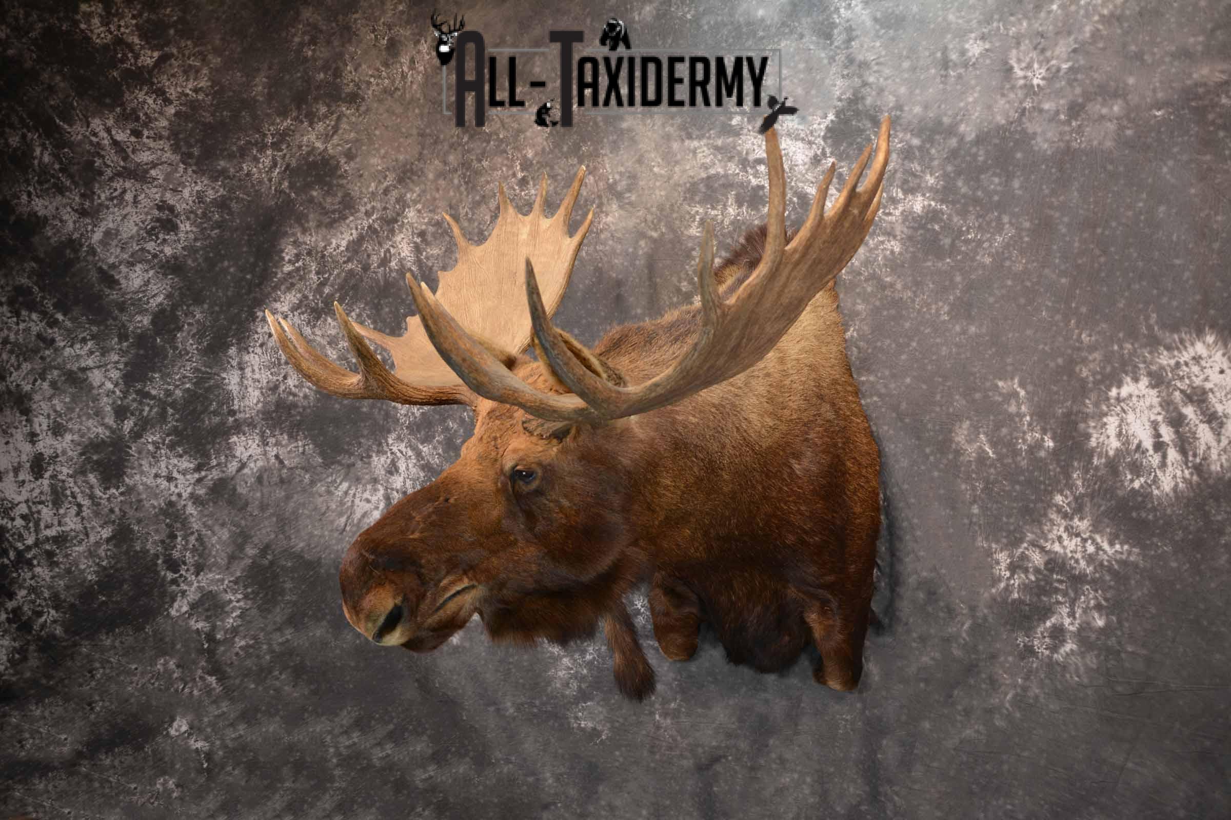 Alaskan Moose Taxidermy Shoulder Mount for Sale SKU 1349 - Image 2