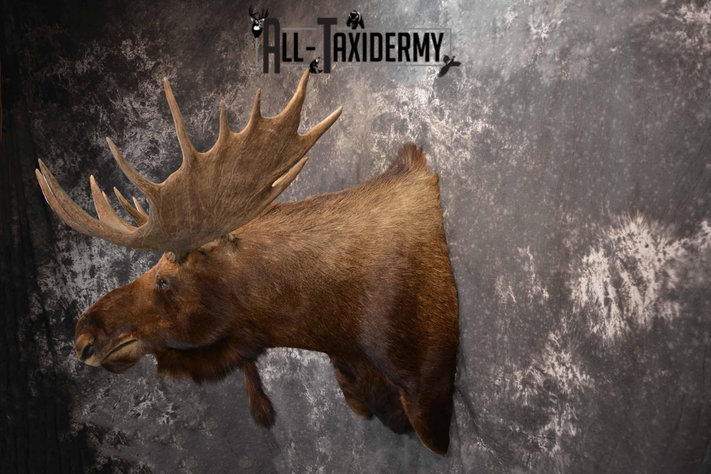 Alaskan Moose Taxidermy Shoulder Mount for Sale SKU 1349 - Image 3