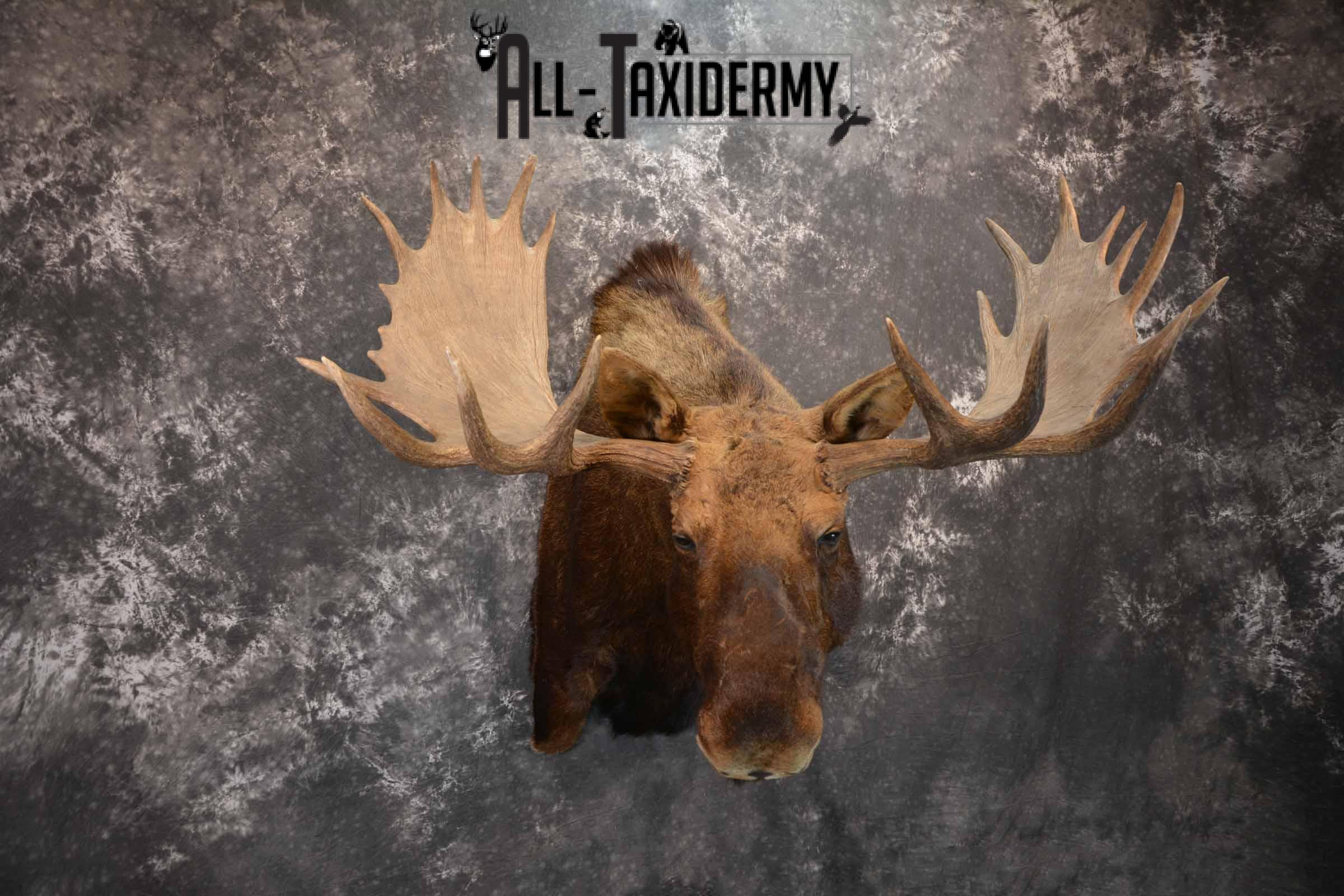 Alaskan Moose Taxidermy Shoulder Mount for Sale SKU 1349 - Image 4