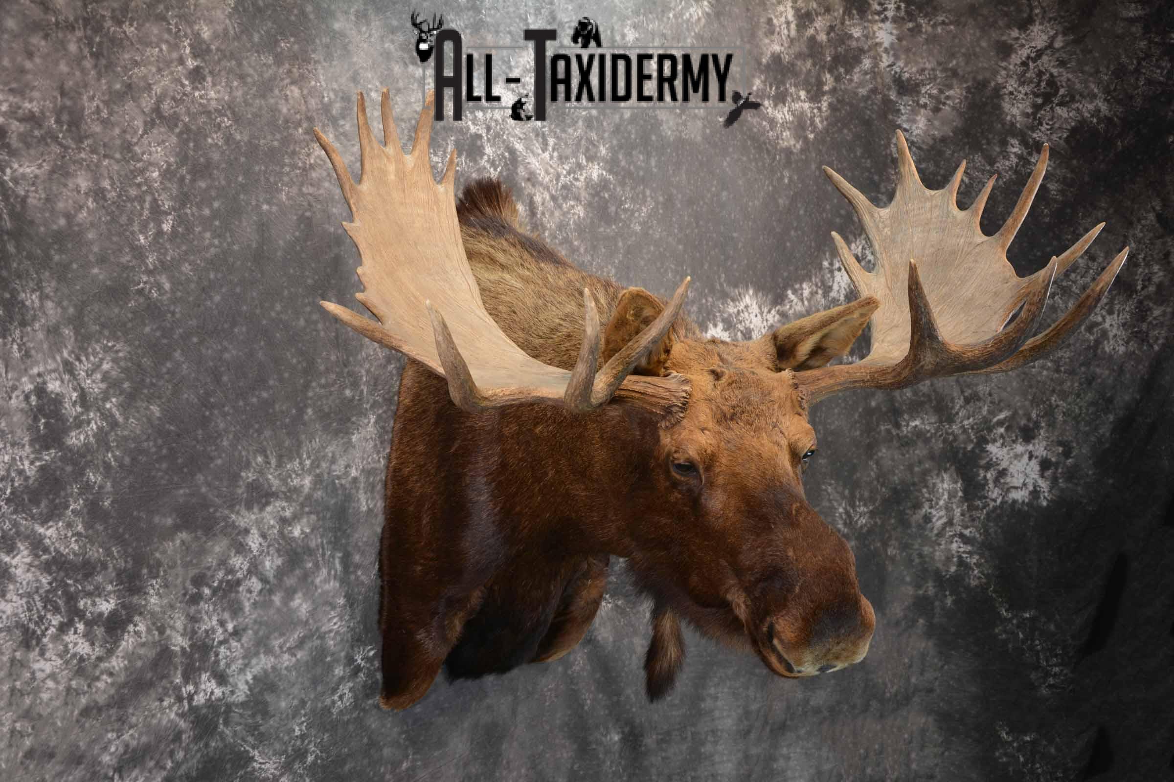 Alaskan Moose Taxidermy Shoulder Mount for Sale SKU 1349 - Image 5