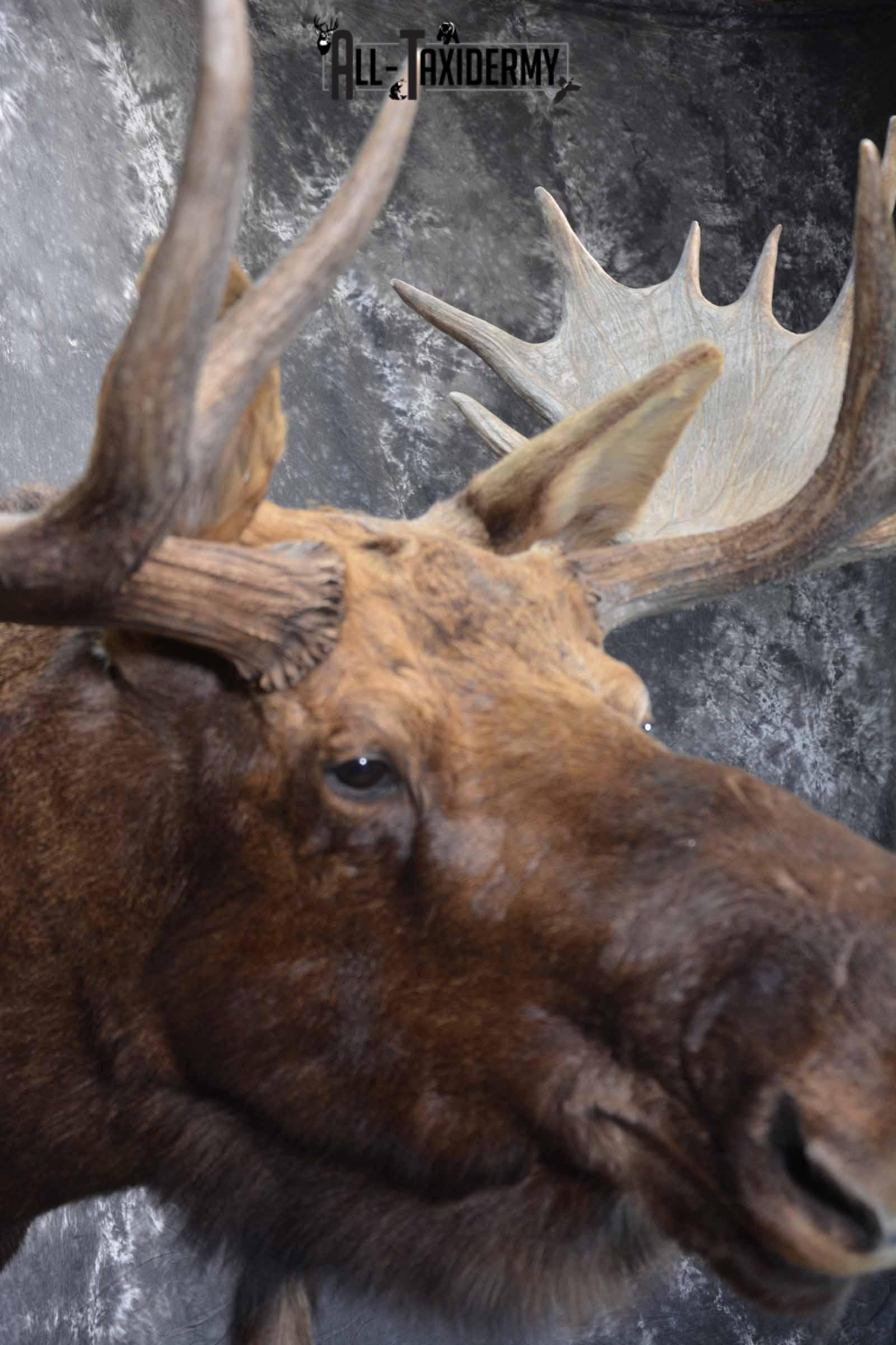 Alaskan Moose Taxidermy Shoulder Mount for Sale SKU 1349 - Image 6