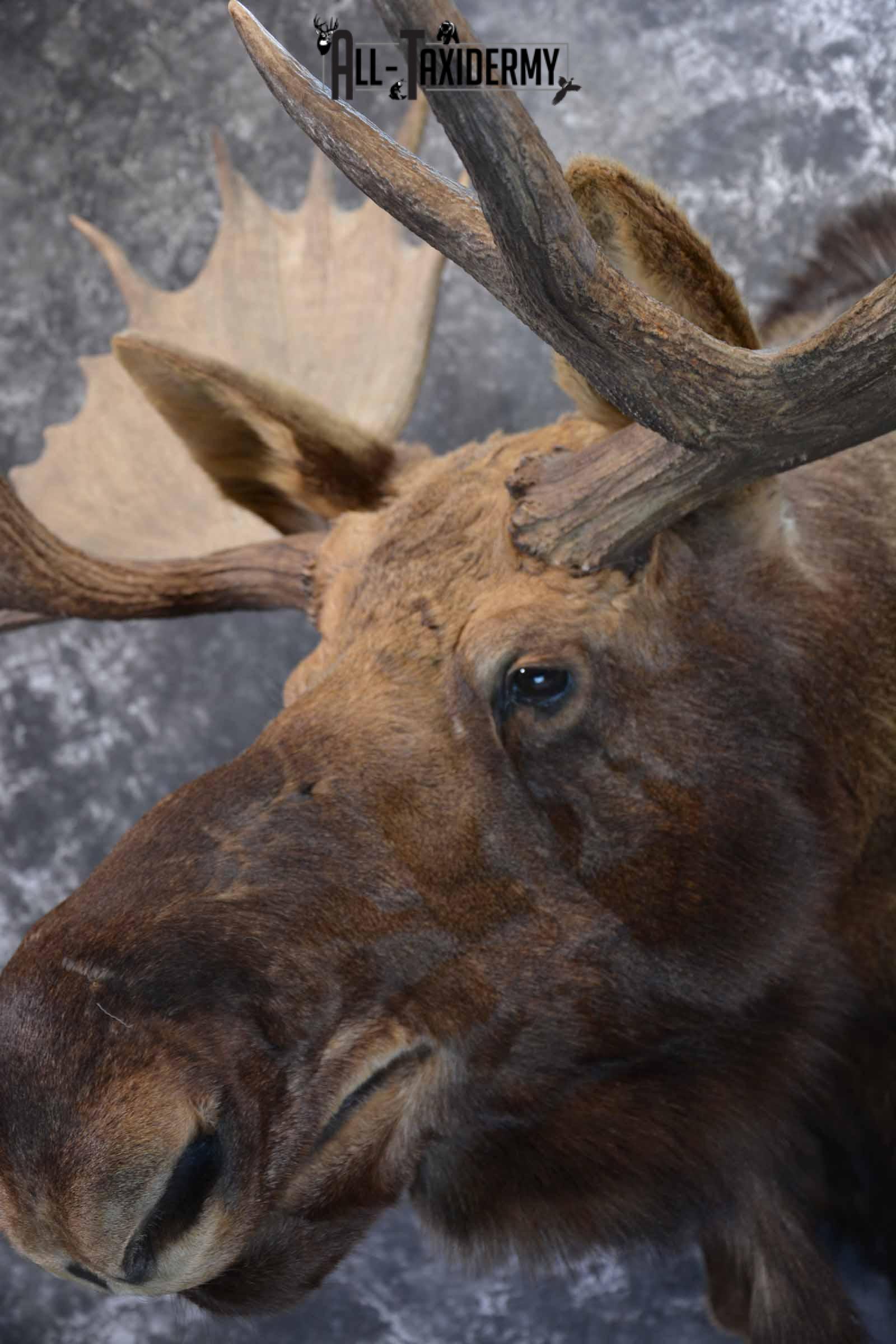 Alaskan Moose Taxidermy Shoulder Mount for Sale SKU 1349 - Image 7