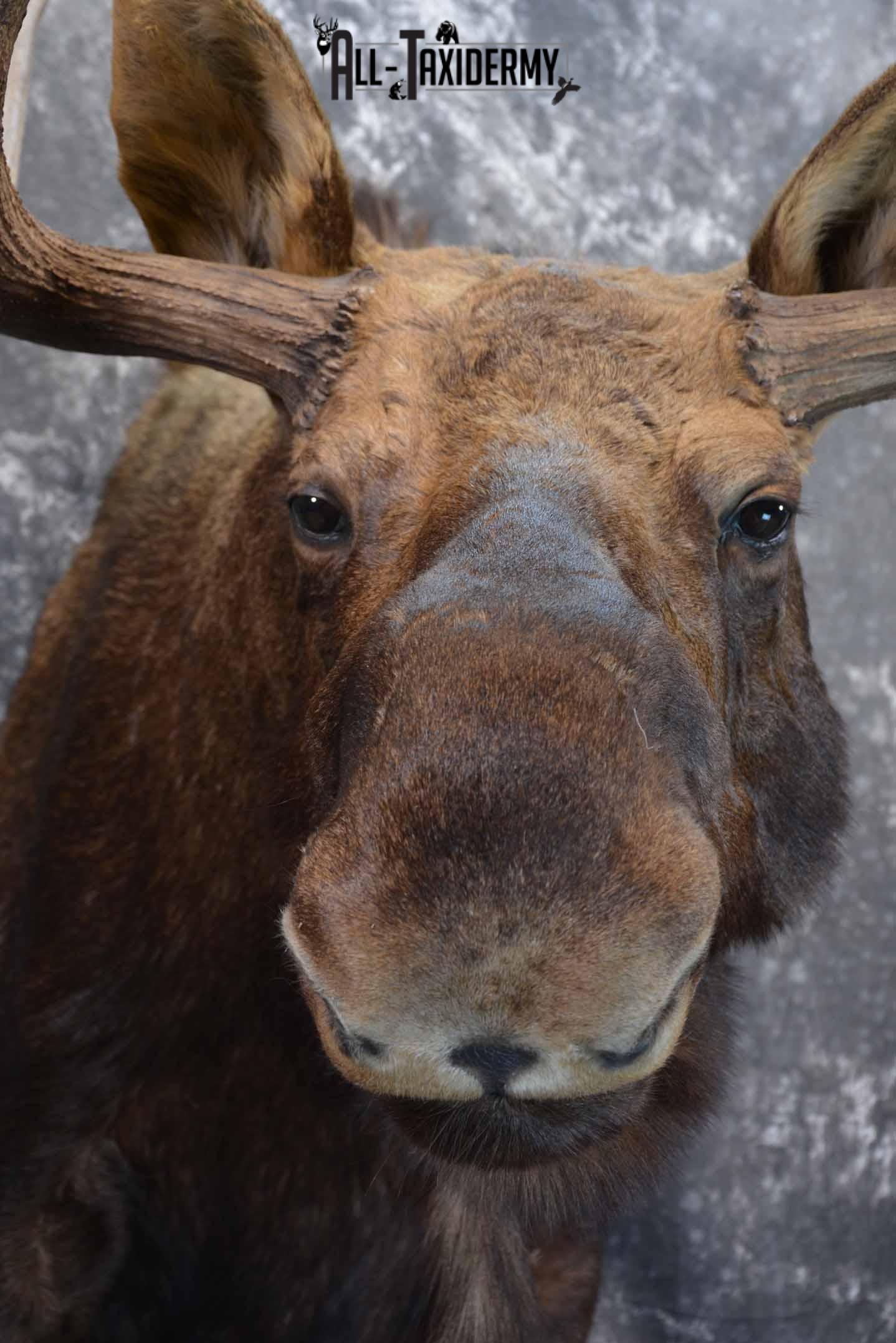 Alaskan Moose Taxidermy Shoulder Mount for Sale SKU 1349 - Image 8