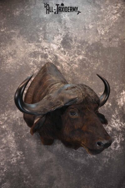 African Cape Buffalo Taxidermy Shoulder Mount for Sale SKU 1336