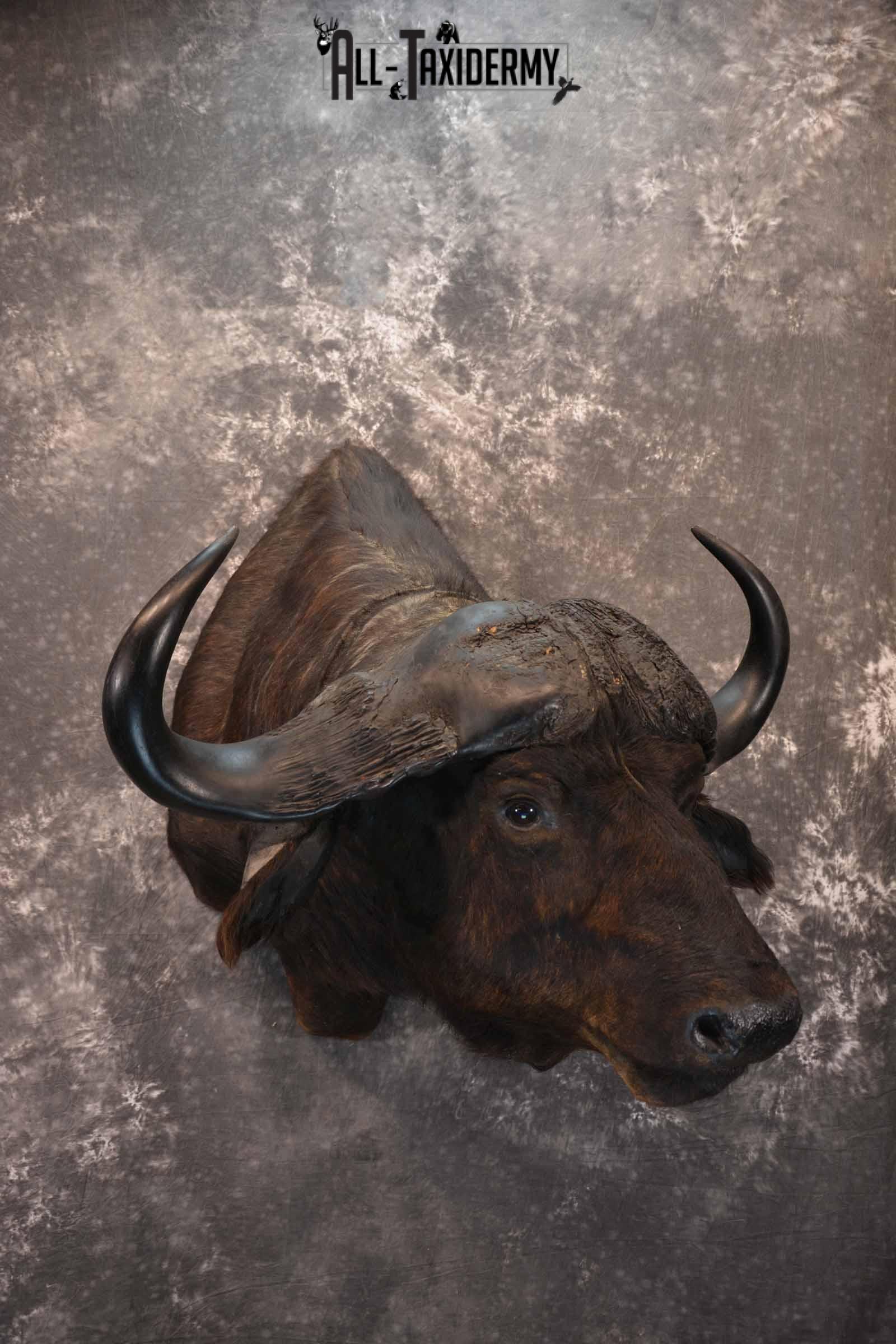African Cape Buffalo Taxidermy Shoulder Mount for Sale SKU 1336