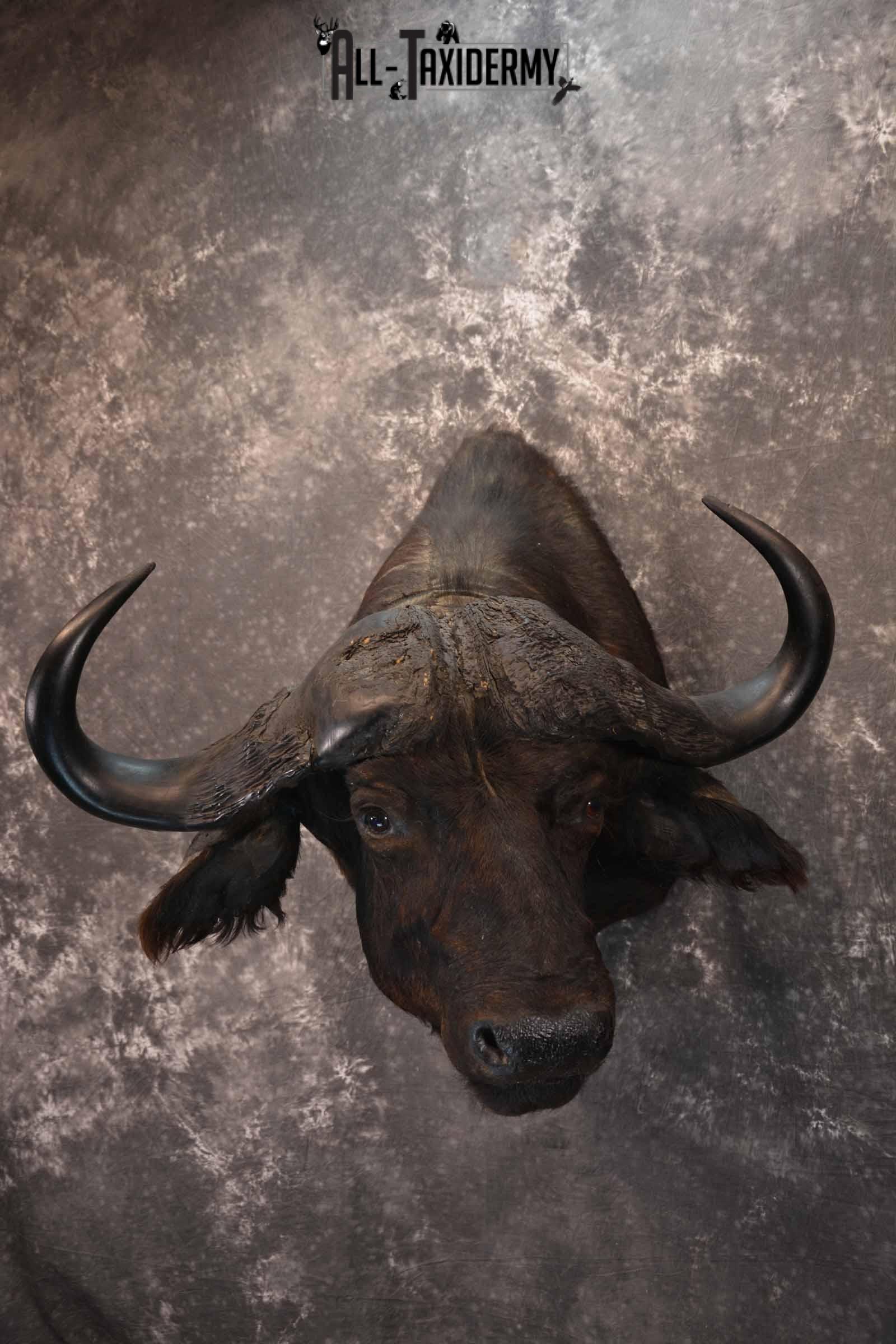 African Cape Buffalo Taxidermy Shoulder Mount for Sale SKU 1336 - Image 2