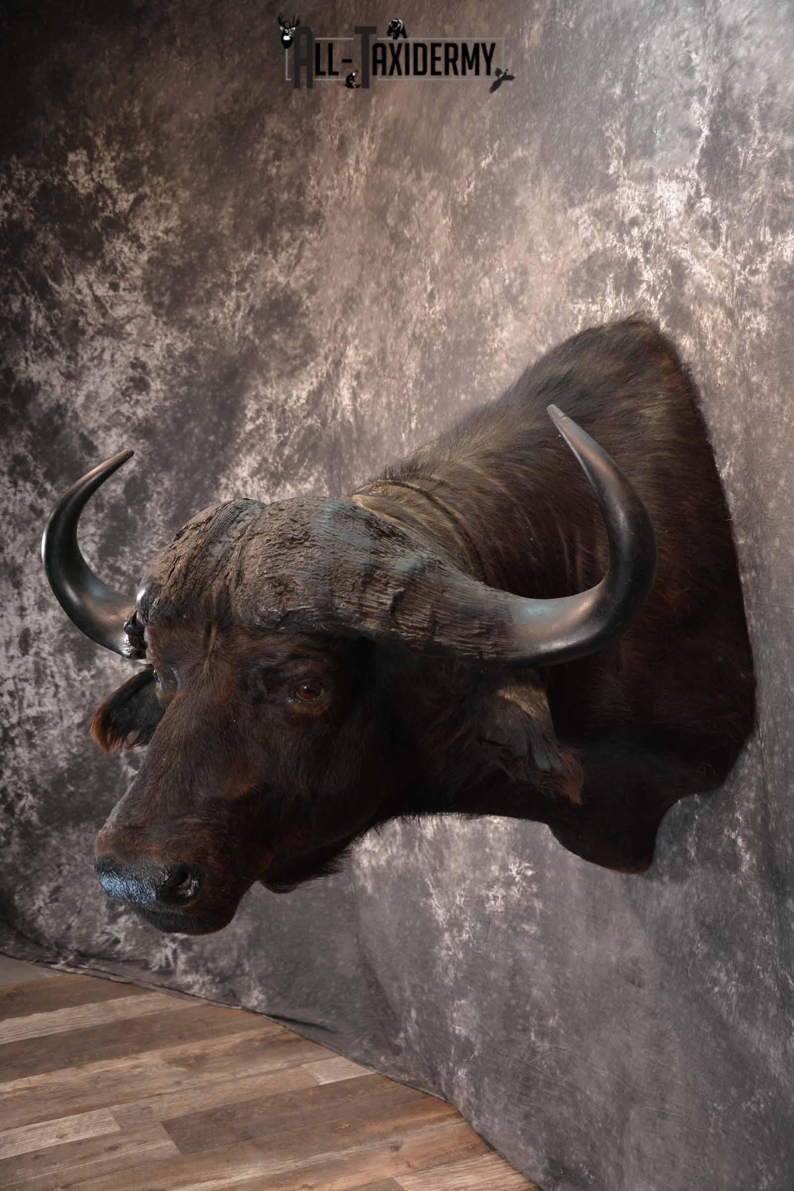 African Cape Buffalo Taxidermy Shoulder Mount for Sale SKU 1336 - Image 3