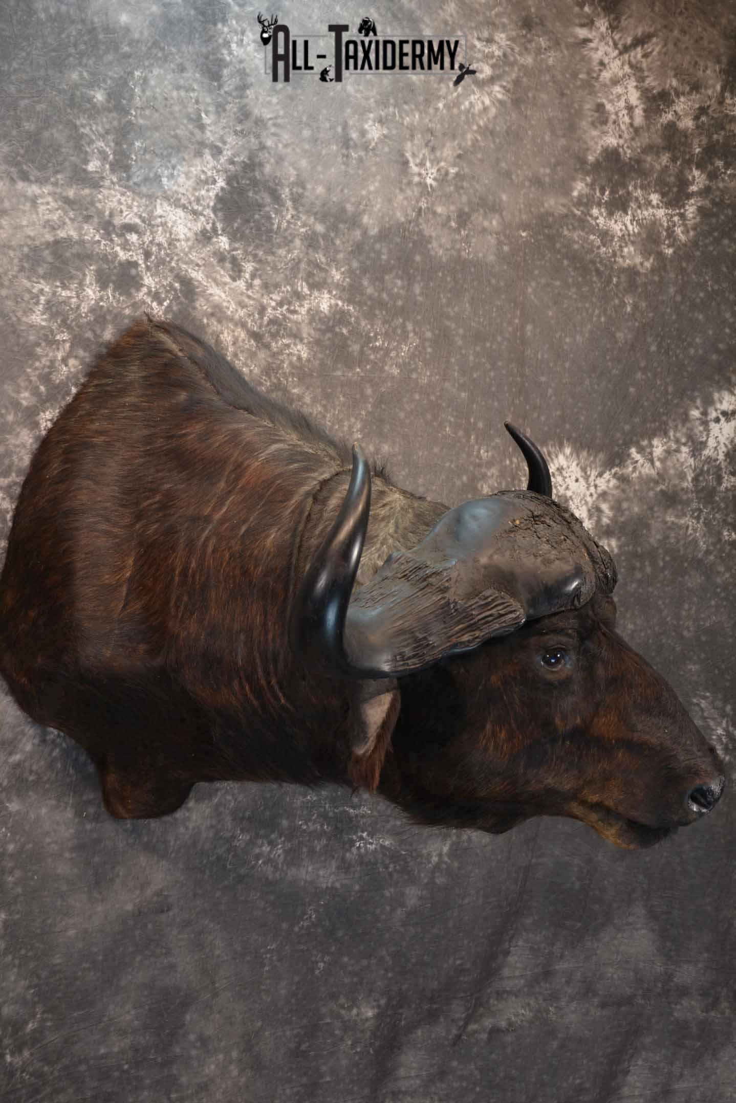 African Cape Buffalo Taxidermy Shoulder Mount for Sale SKU 1336 - Image 4